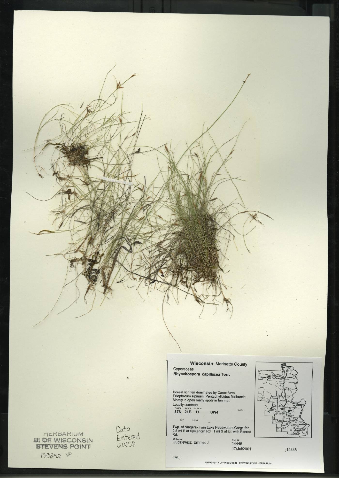 Rhynchospora capillacea image