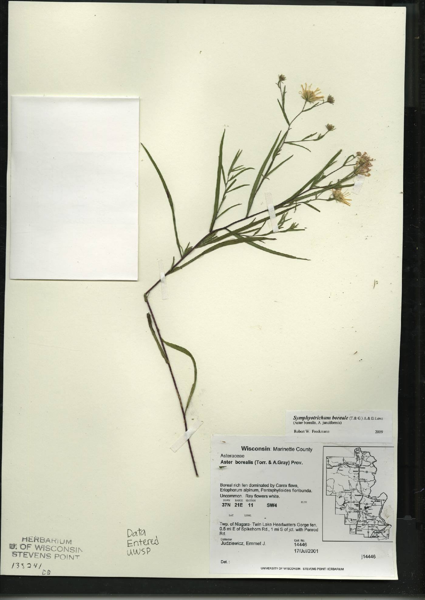 Symphyotrichum boreale image