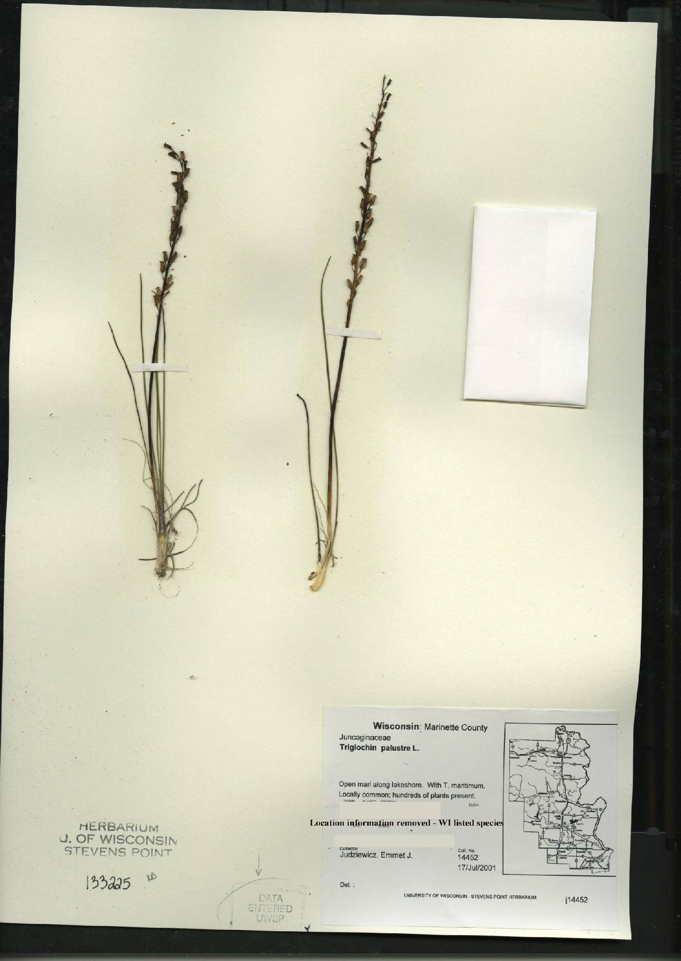 Triglochin palustris image