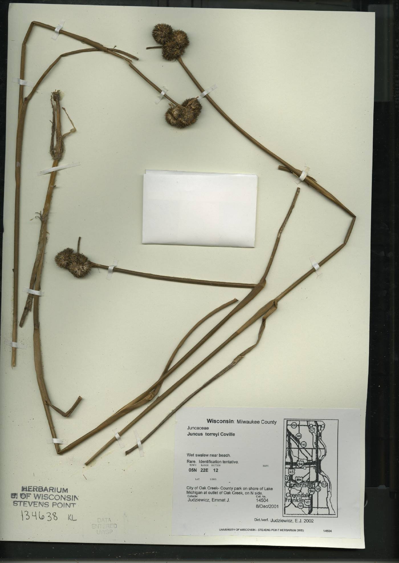 Juncus torreyi image