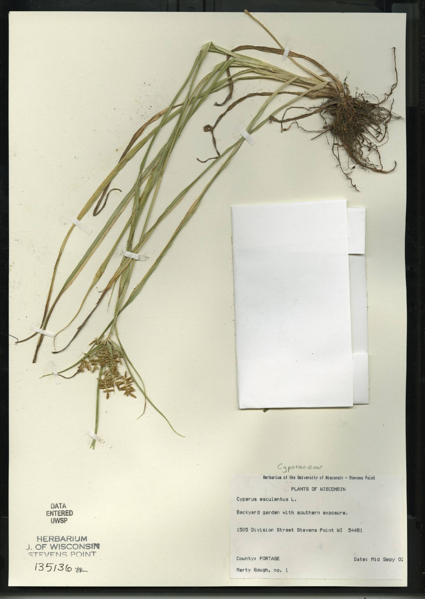 Cyperus esculentus image