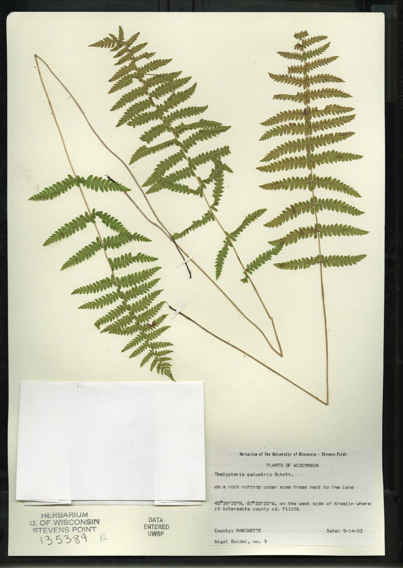 Thelypteris palustris var. pubescens image