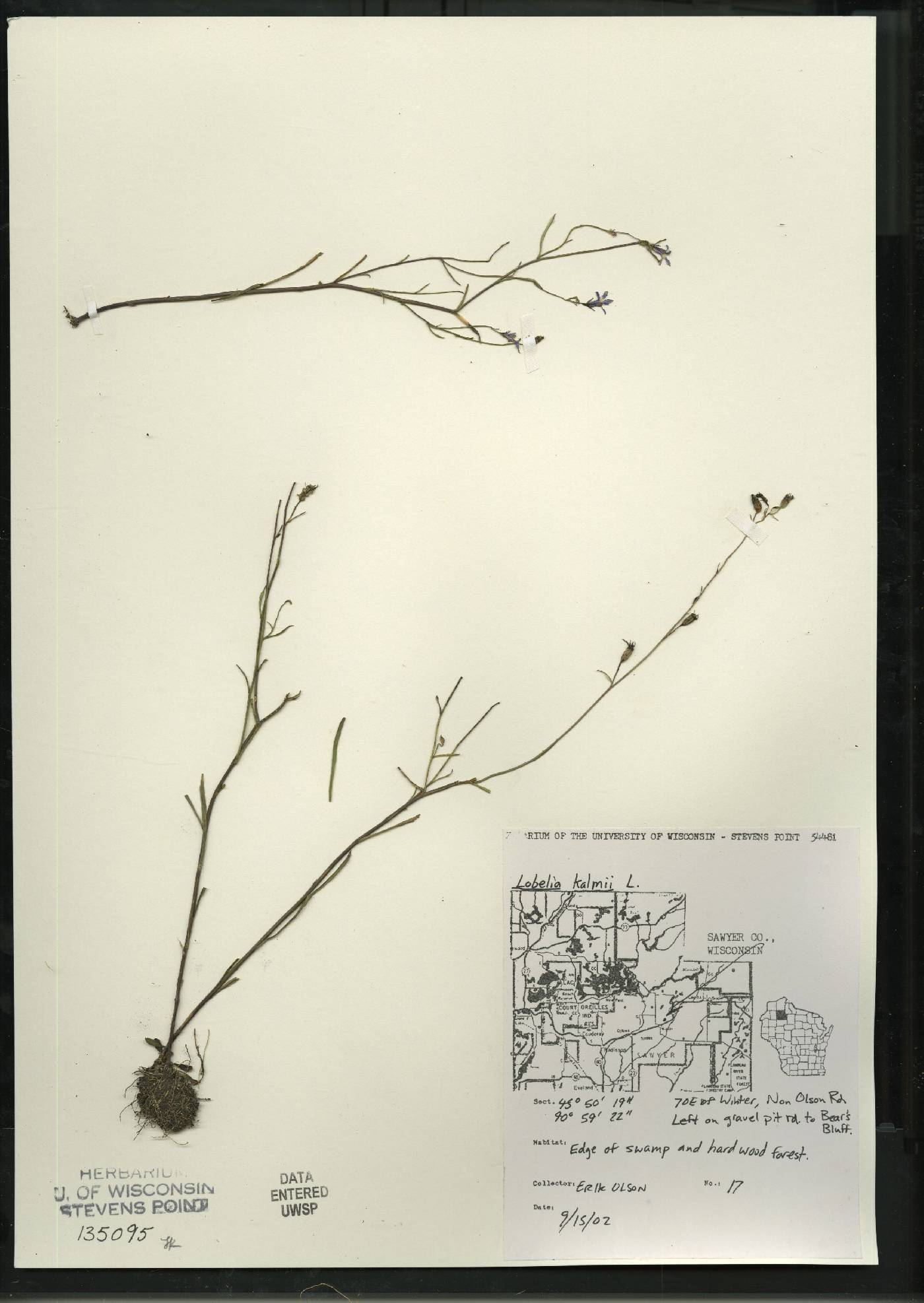 Lobelia kalmii image
