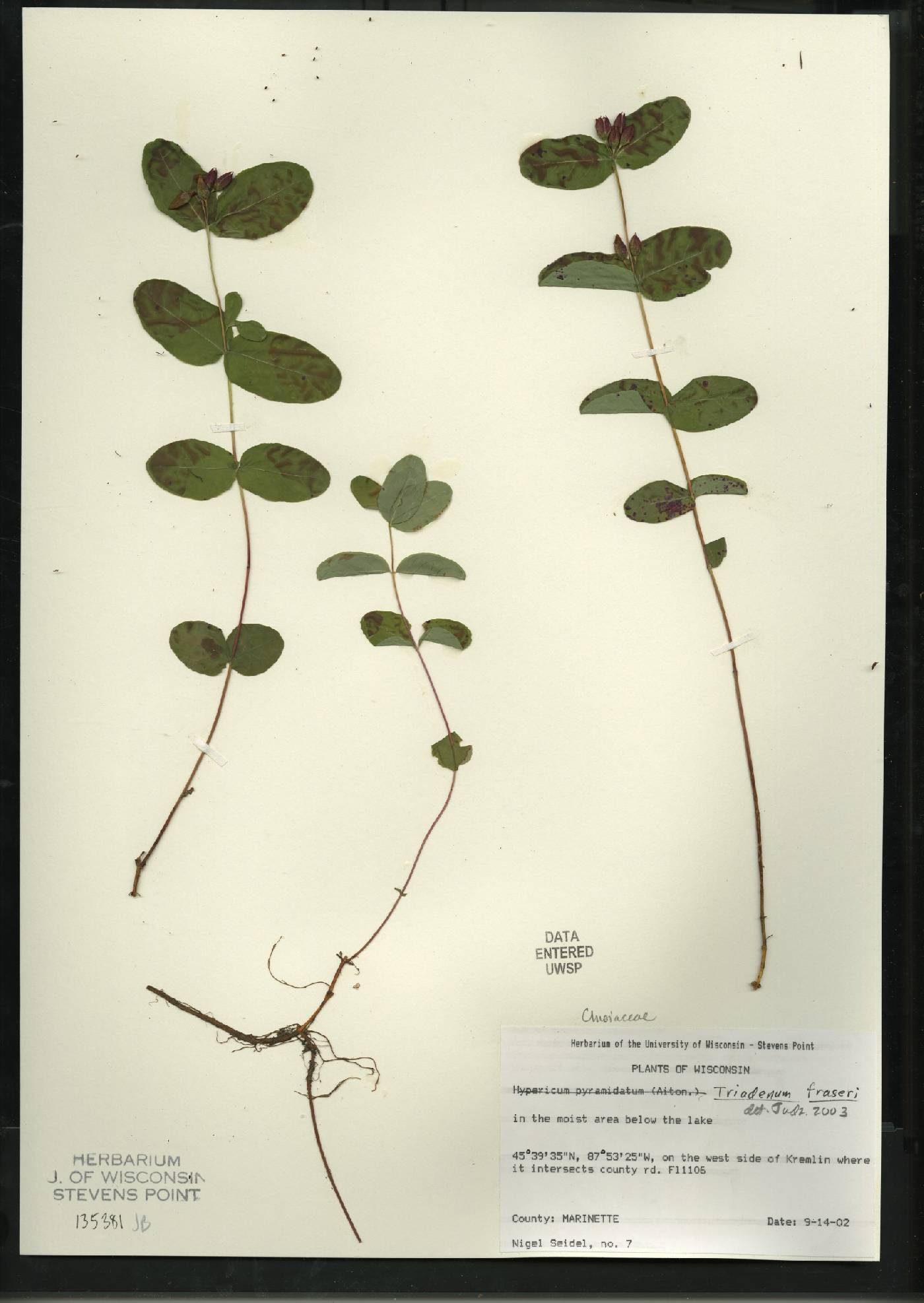 Triadenum fraseri image