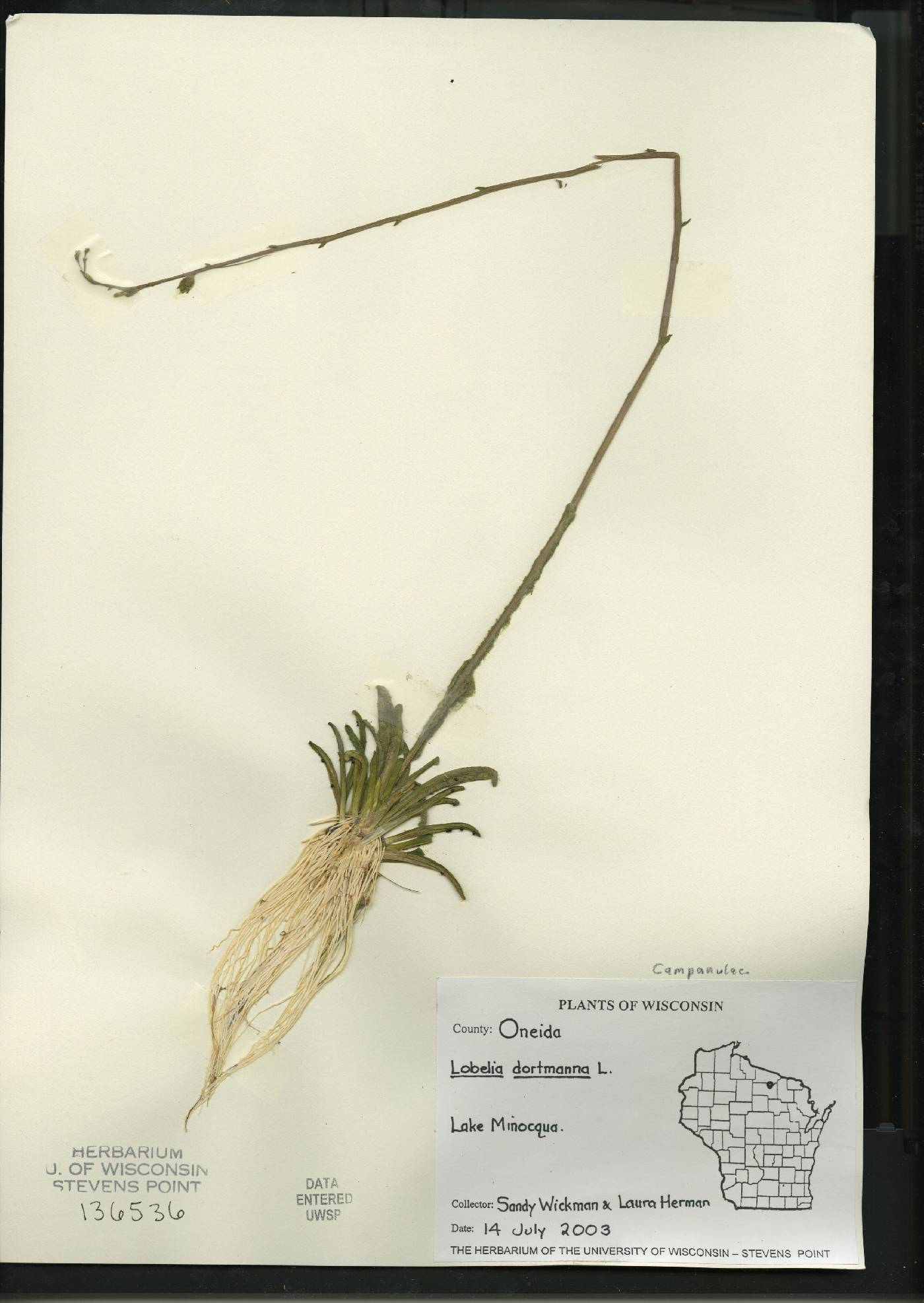 Lobelia dortmanna image