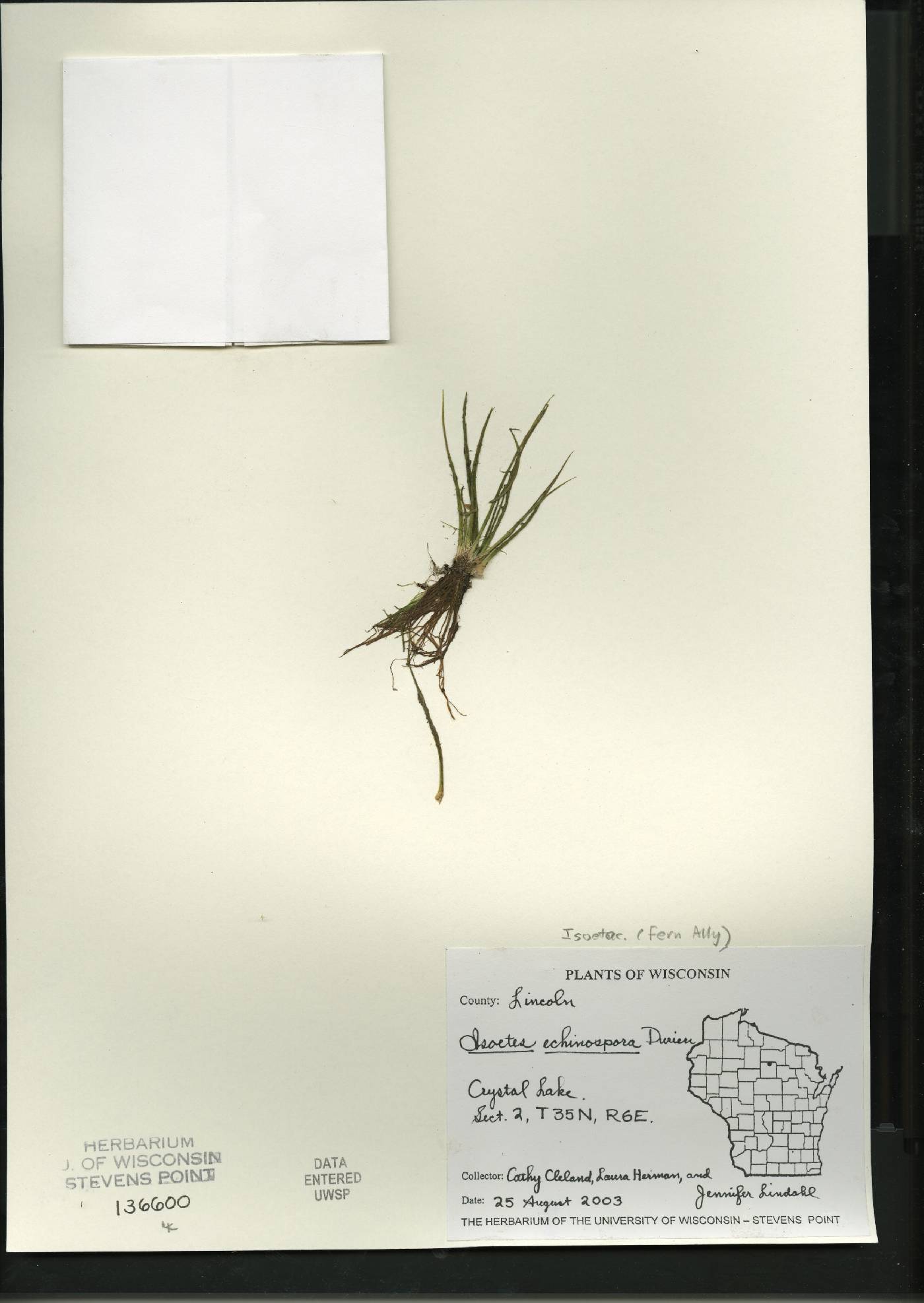 Isoëtes echinospora image