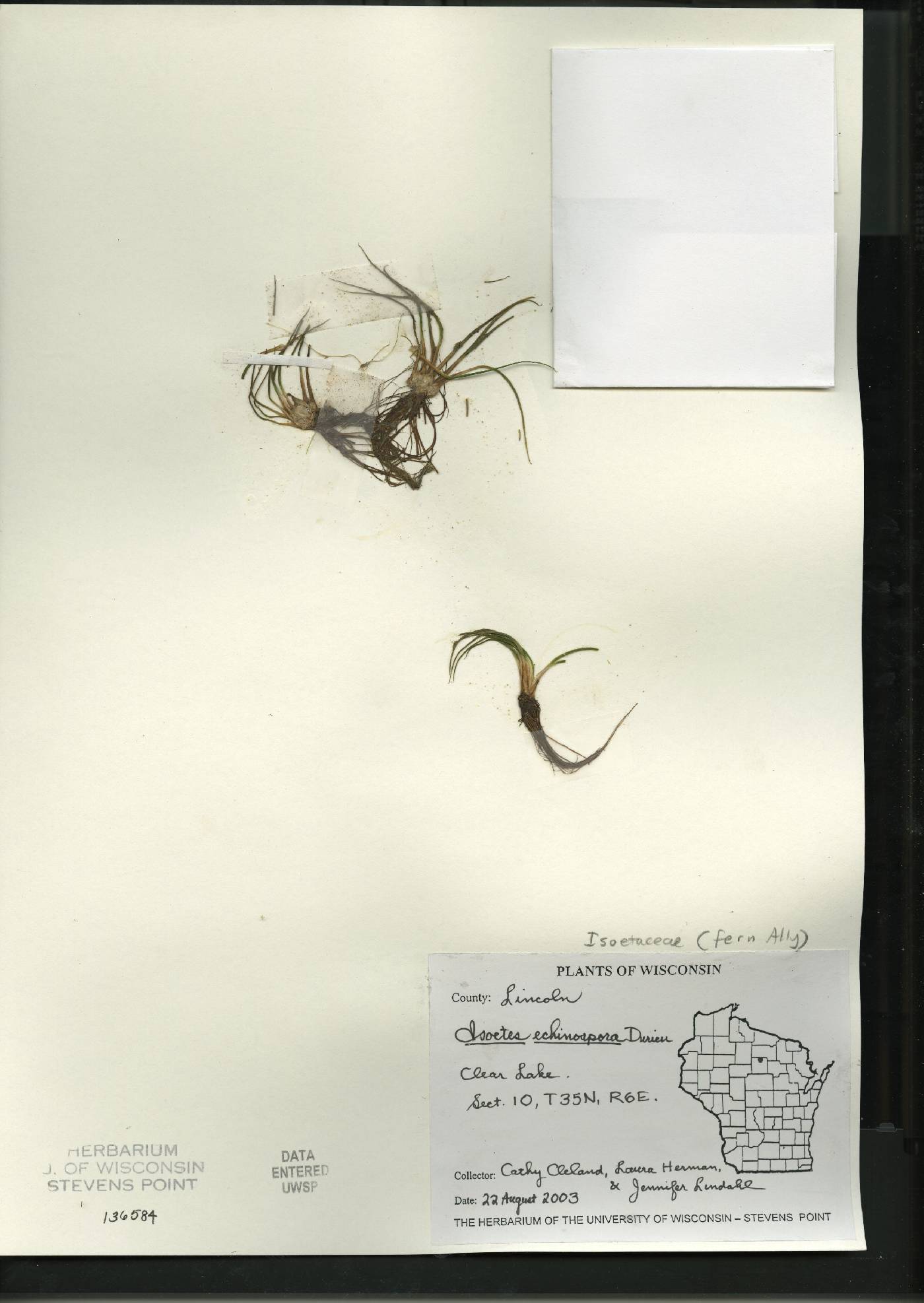 Isoëtes echinospora image
