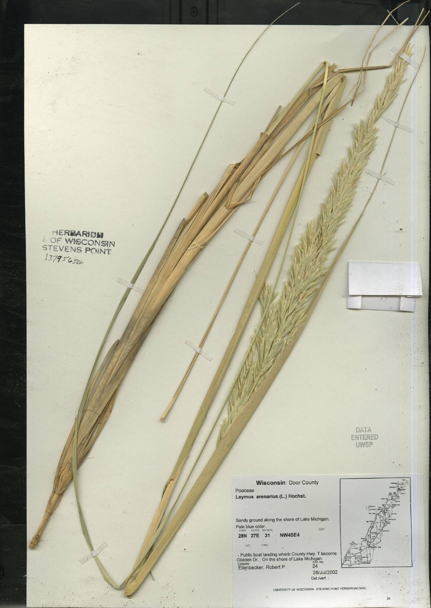 Leymus arenarius image