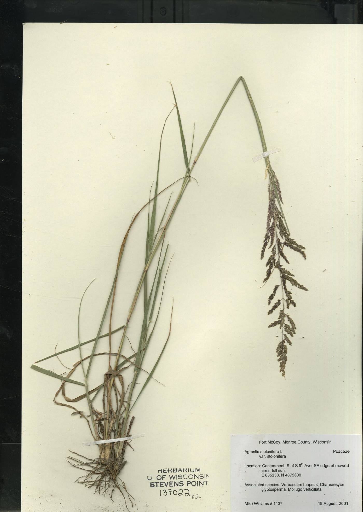 Agrostis stolonifera image