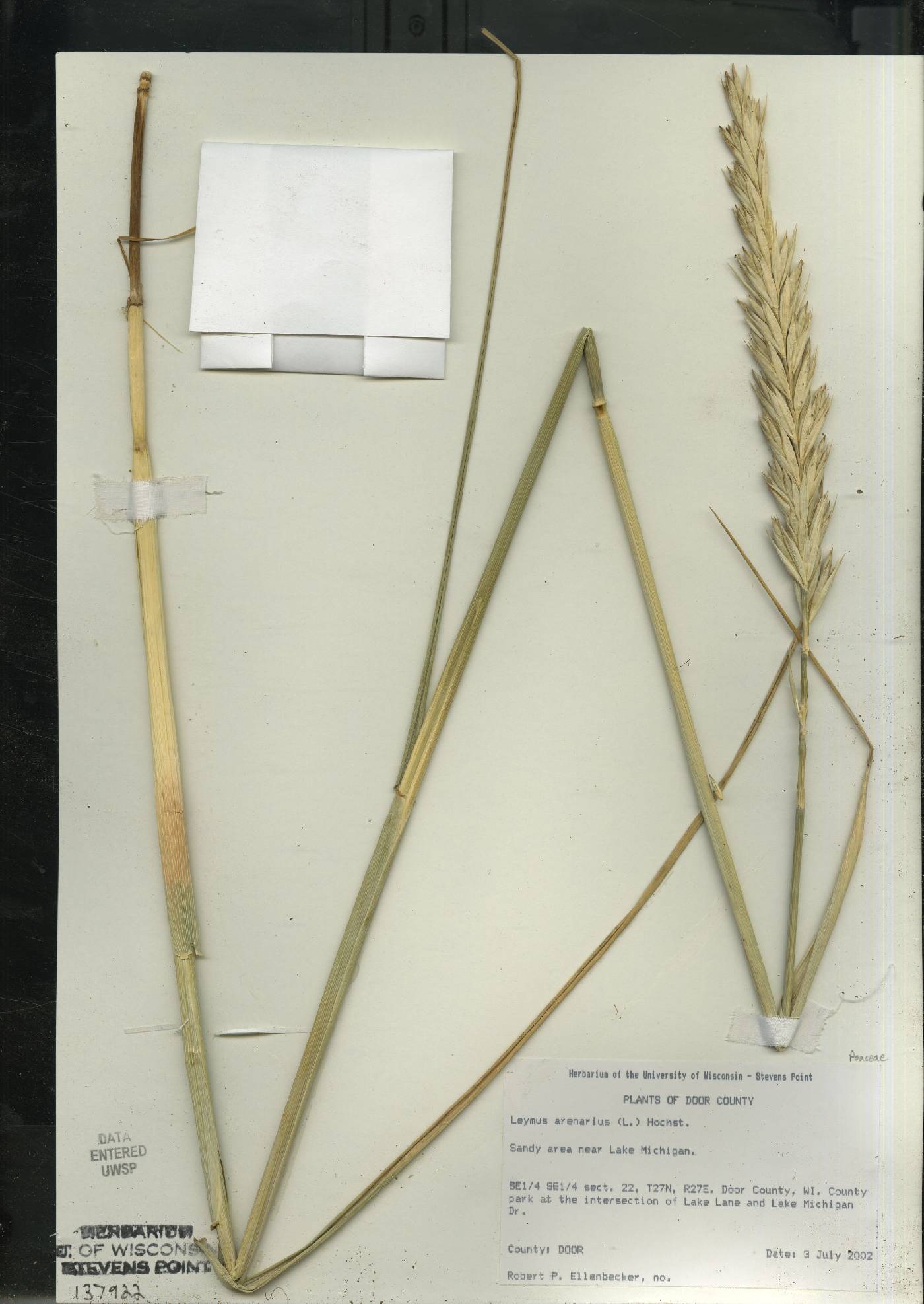 Leymus arenarius image