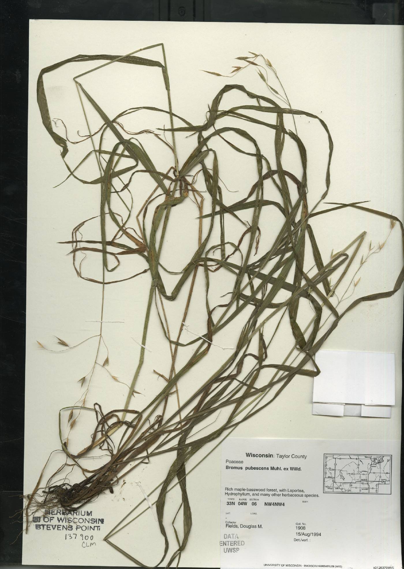 Bromus pubescens image