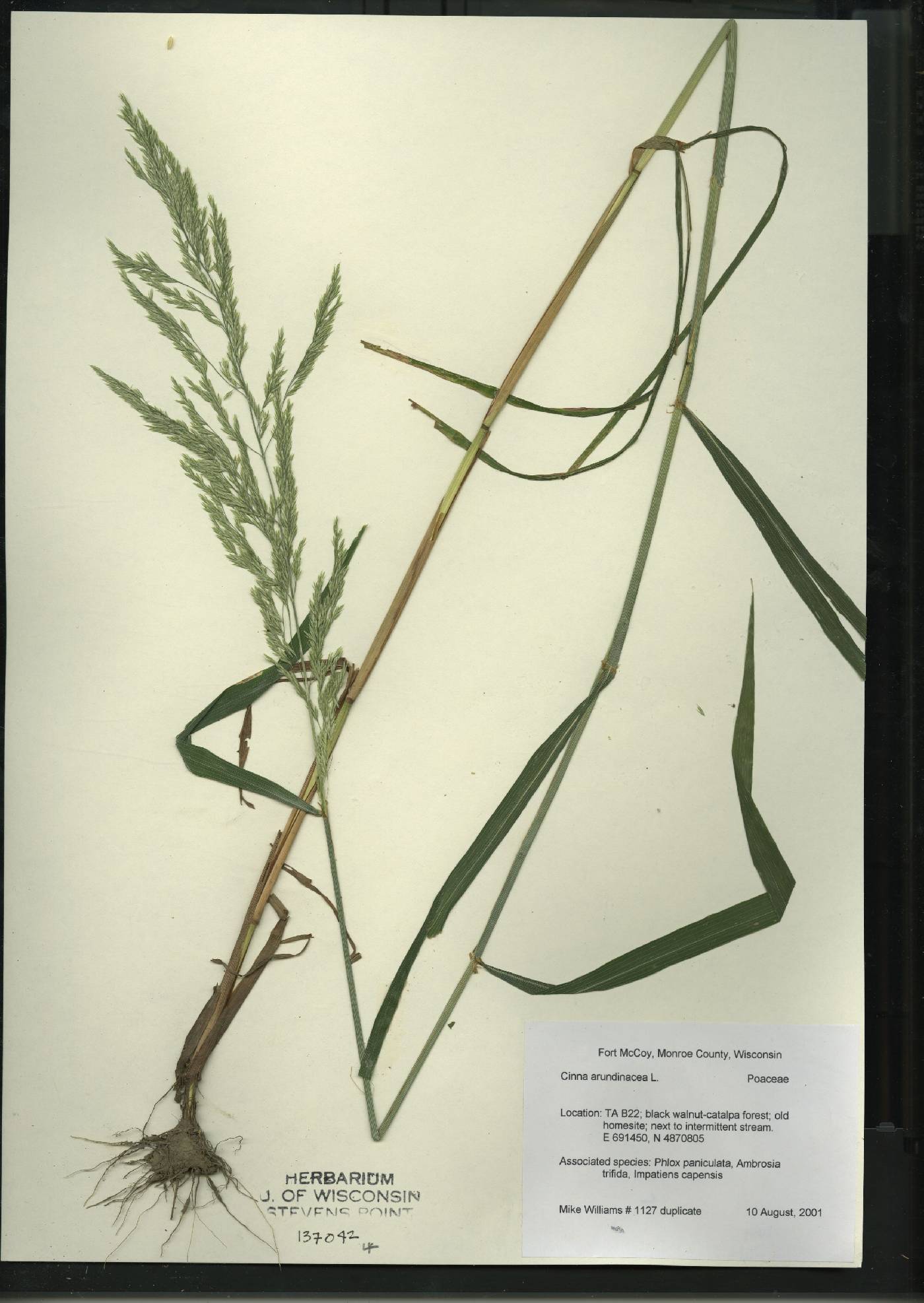 Cinna arundinacea image