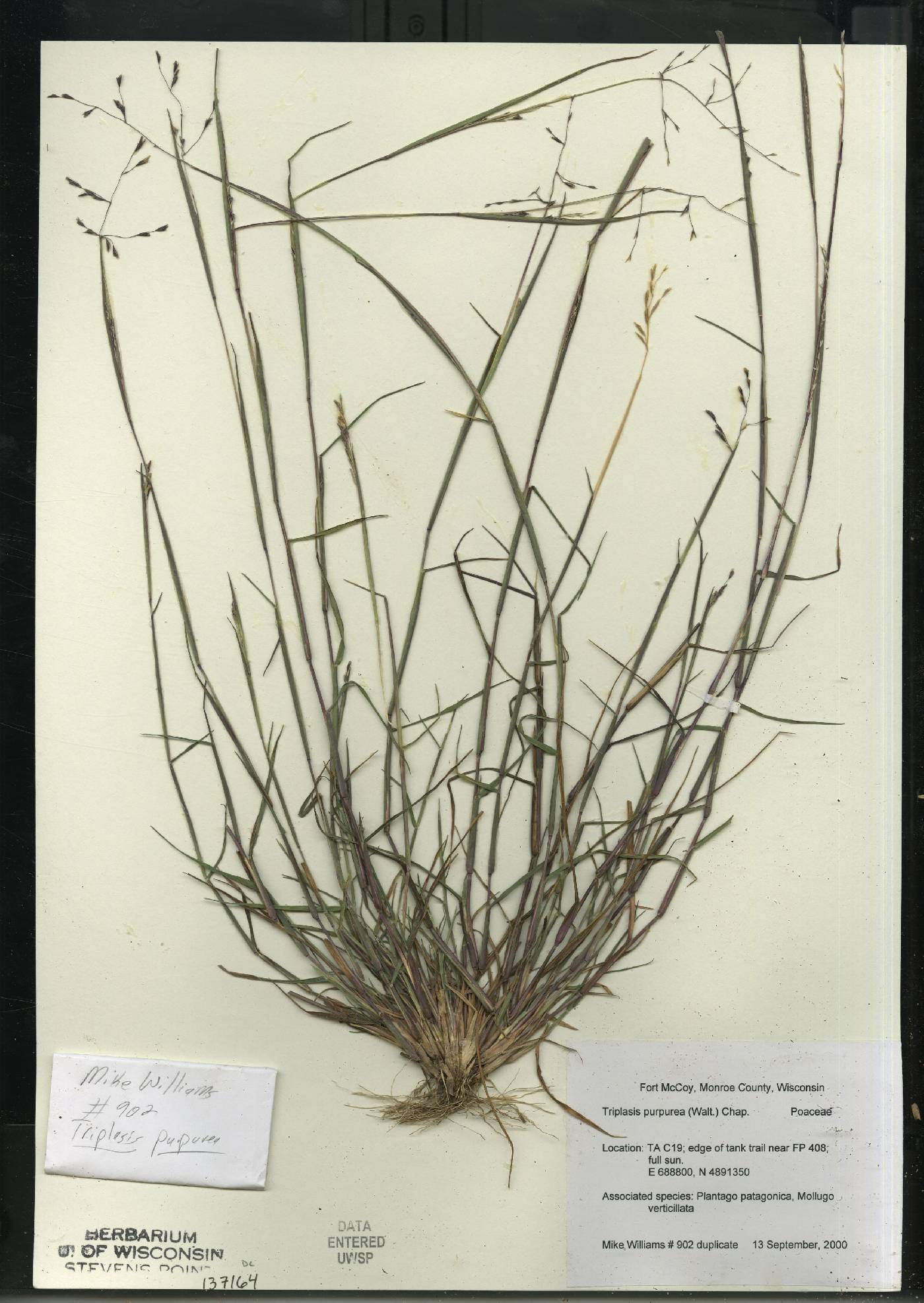 Triplasis purpurea image