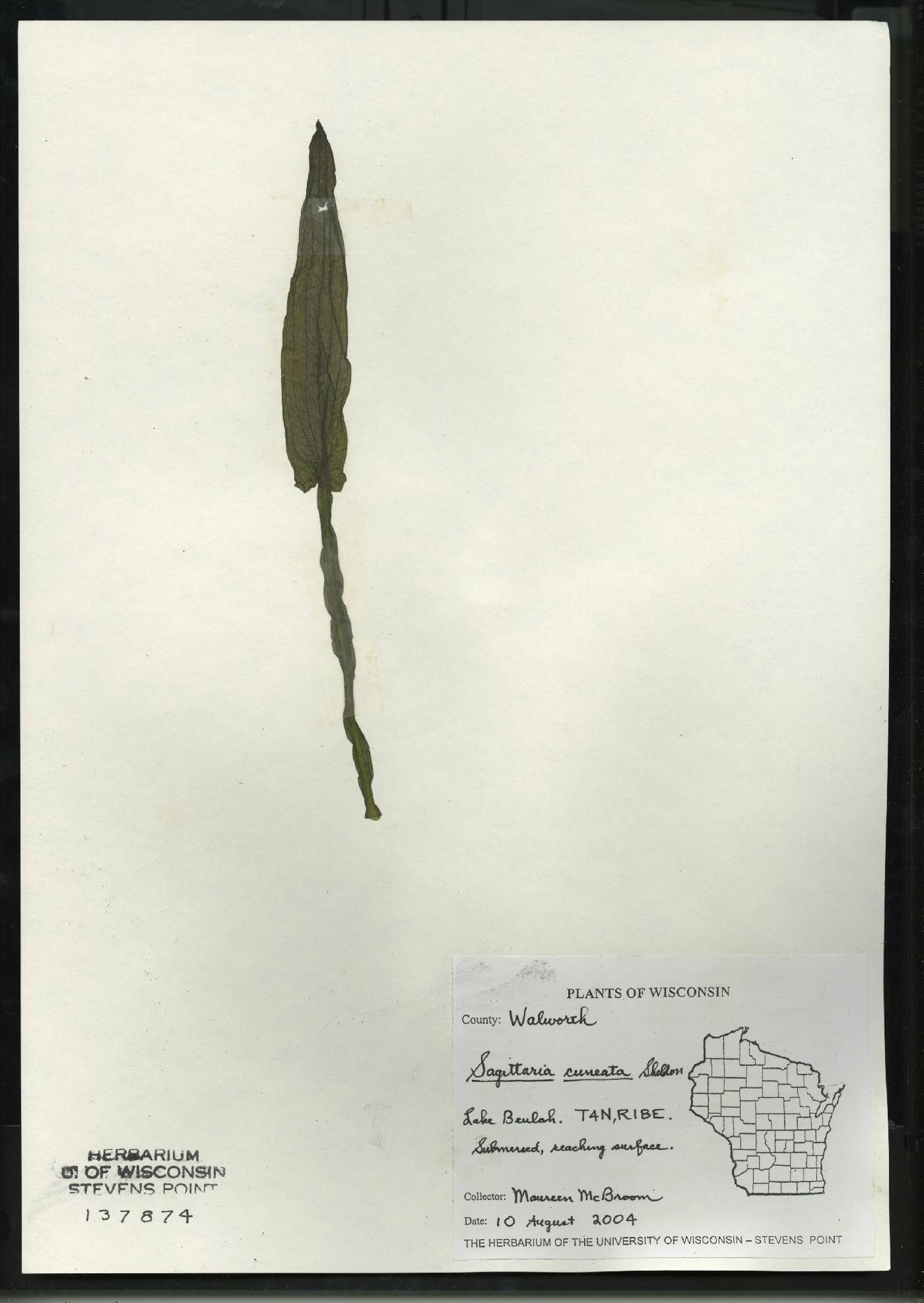 Sagittaria cuneata image