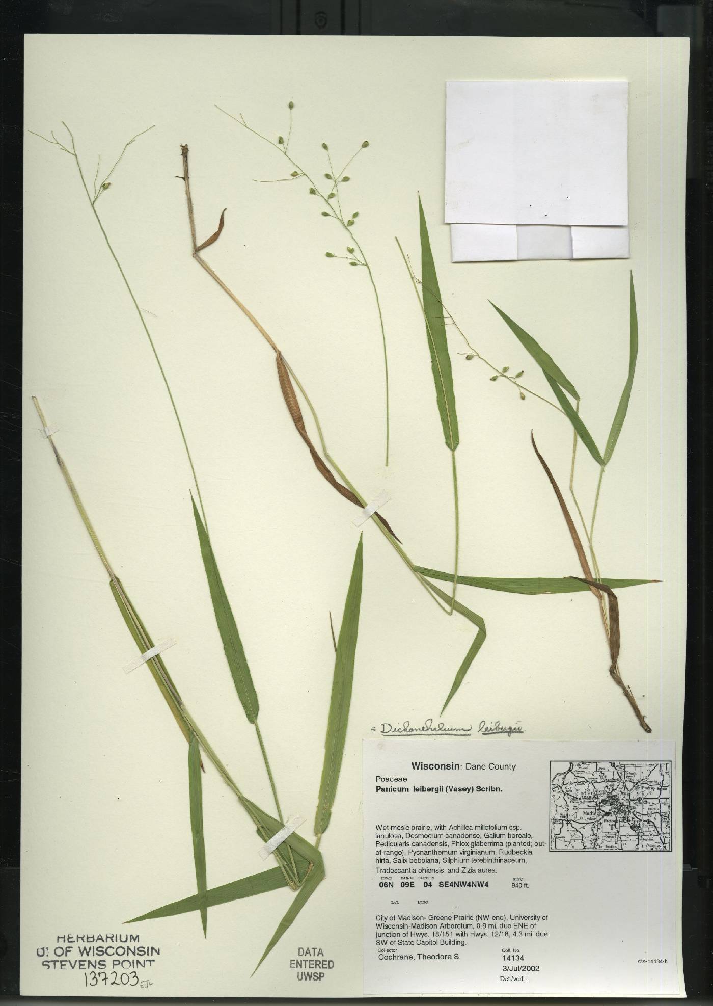 Dichanthelium leibergii image