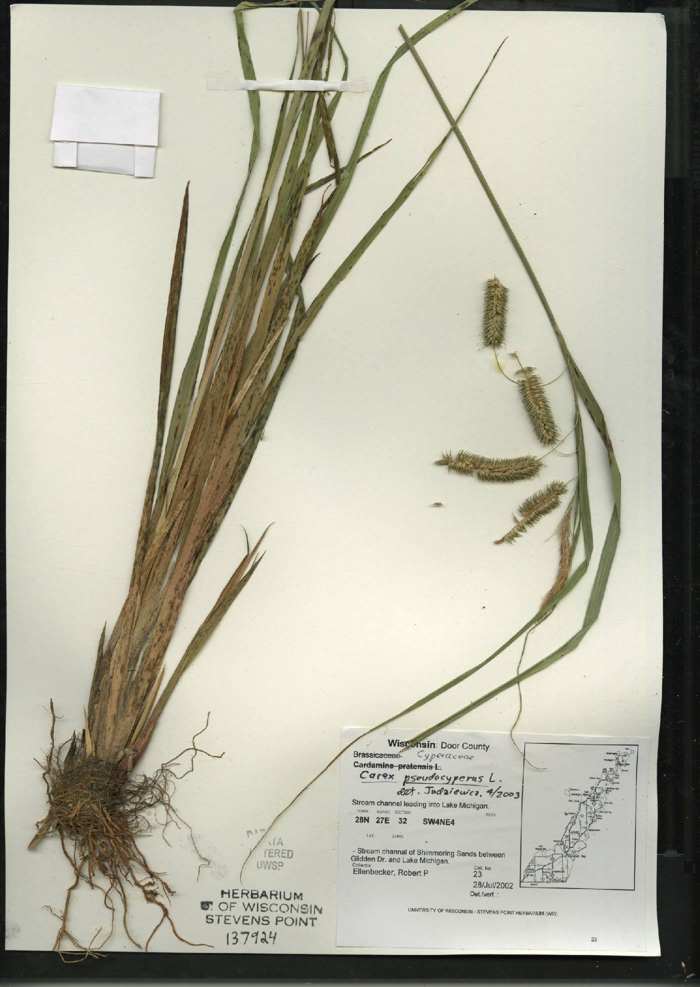Carex pseudocyperus image