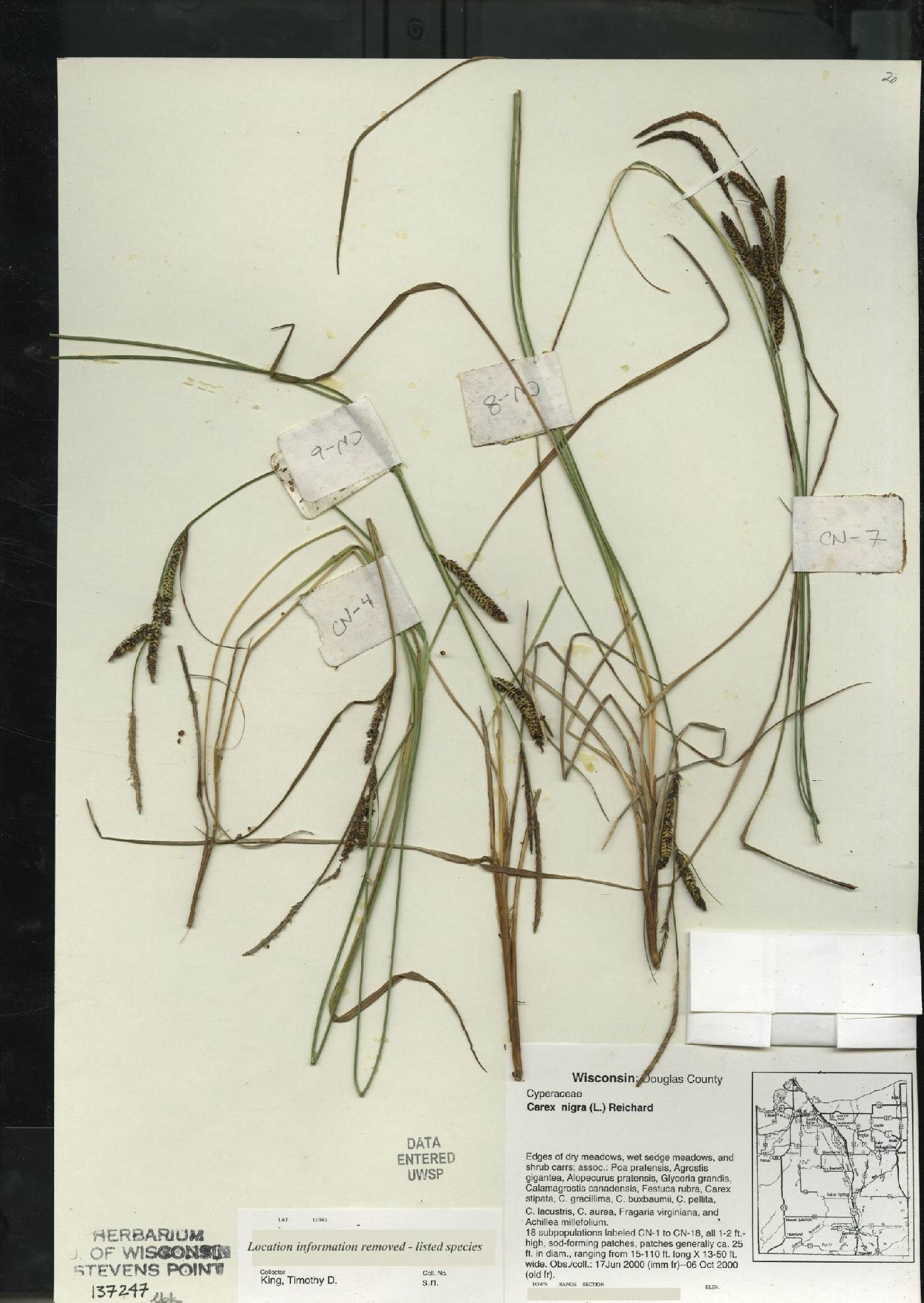 Carex nigra image