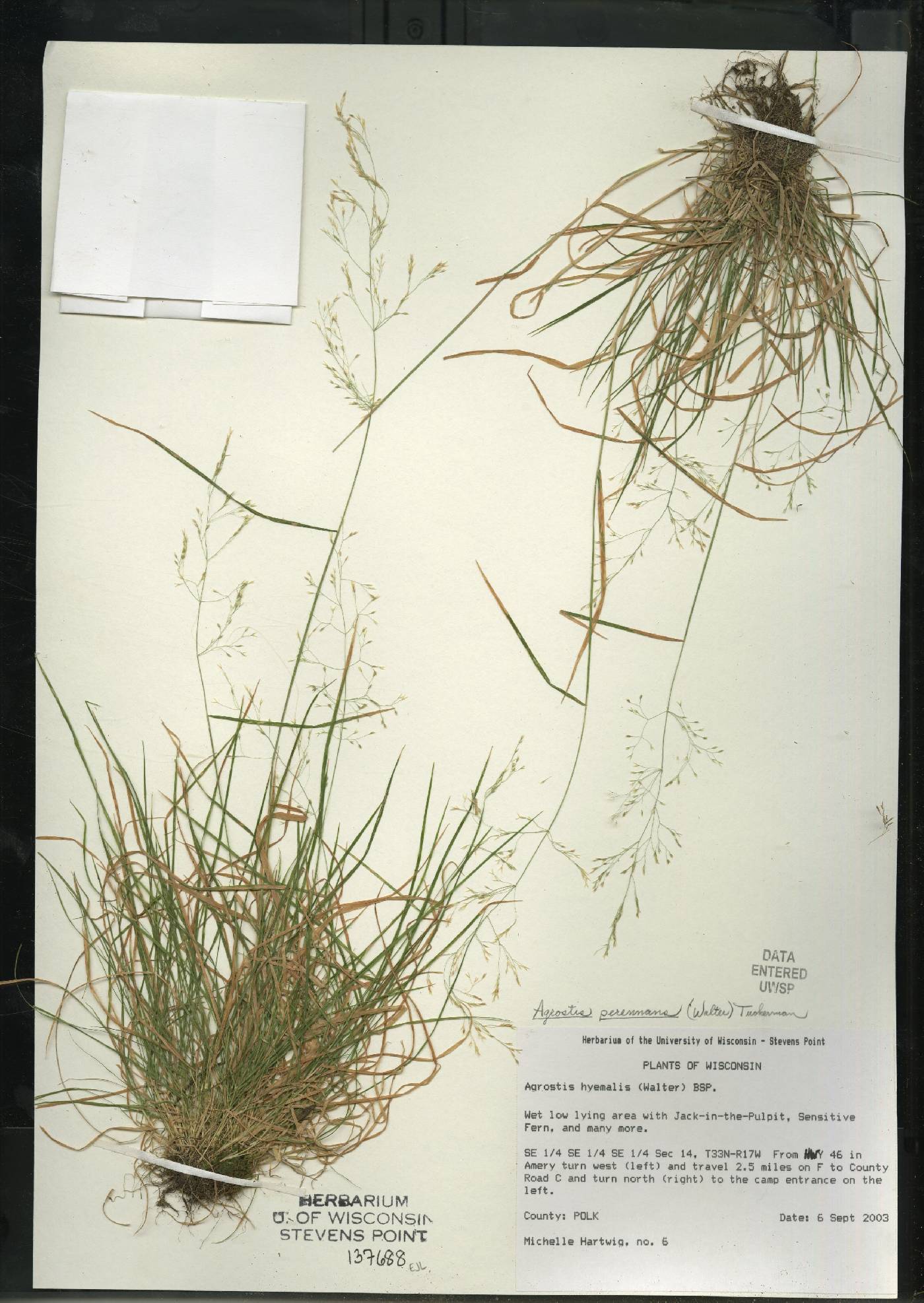 Agrostis hyemalis image
