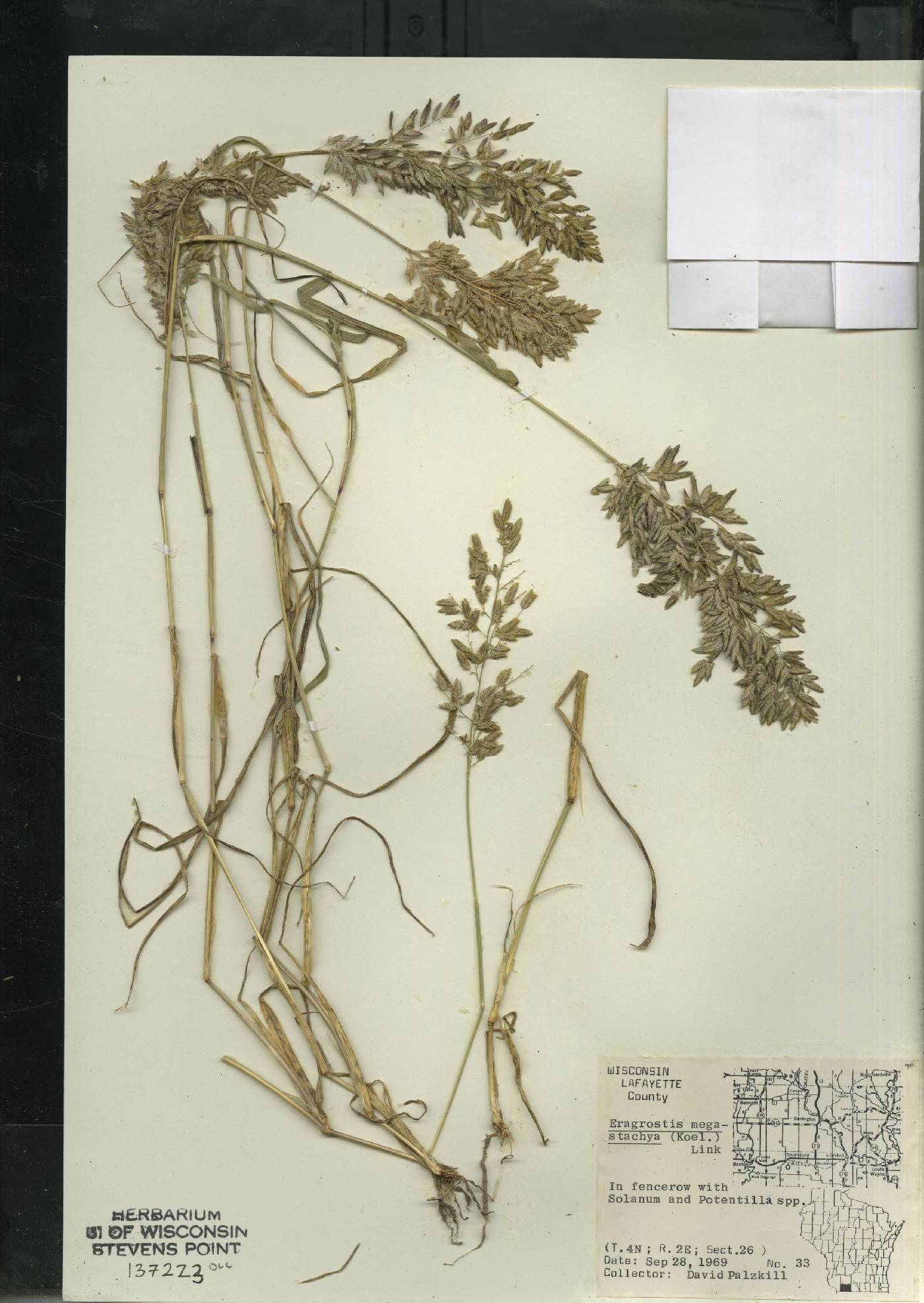 Eragrostis cilianensis image