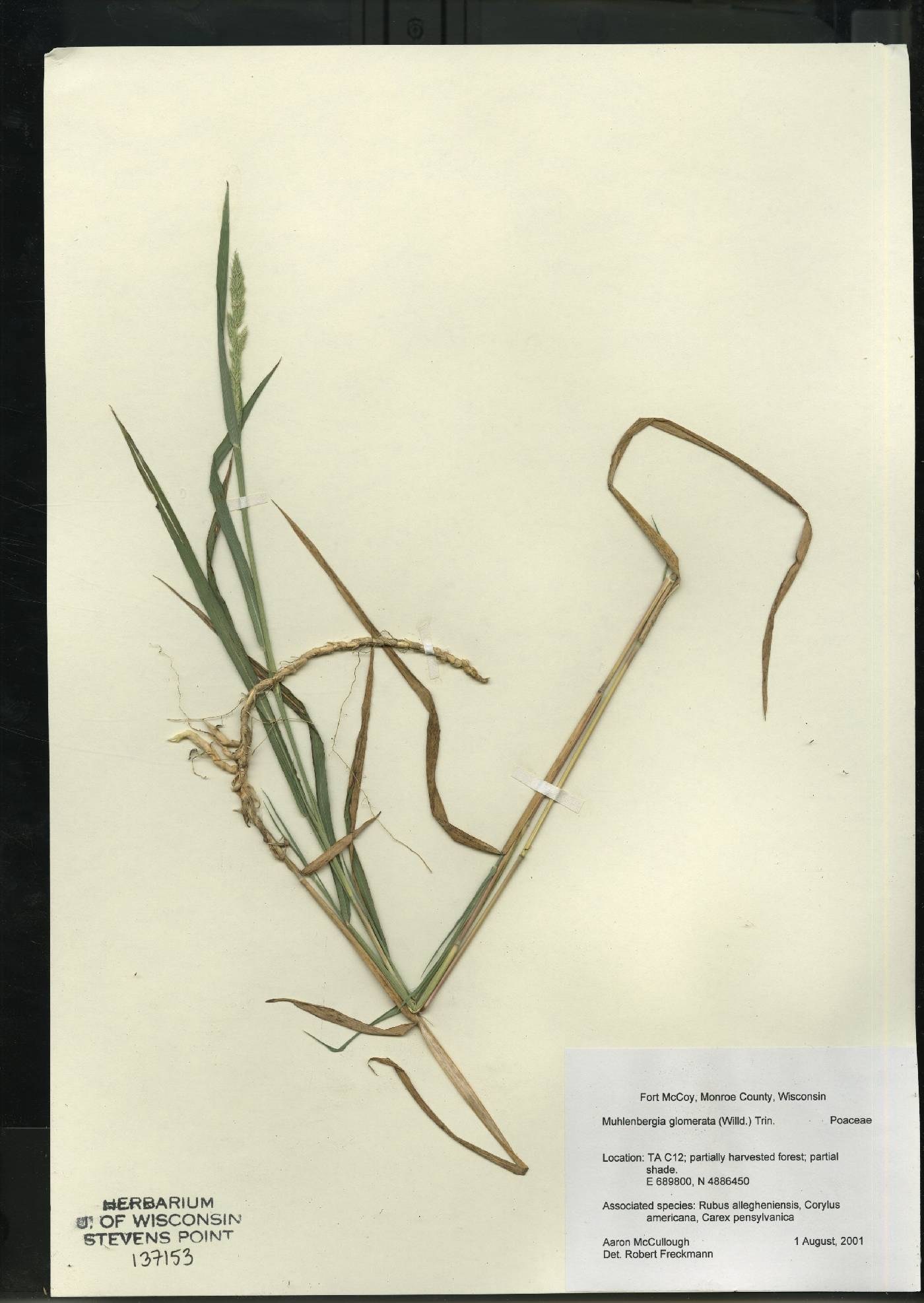Muhlenbergia glomerata image