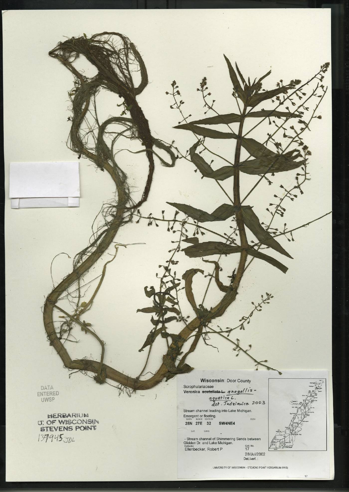 Veronica anagallis-aquatica image