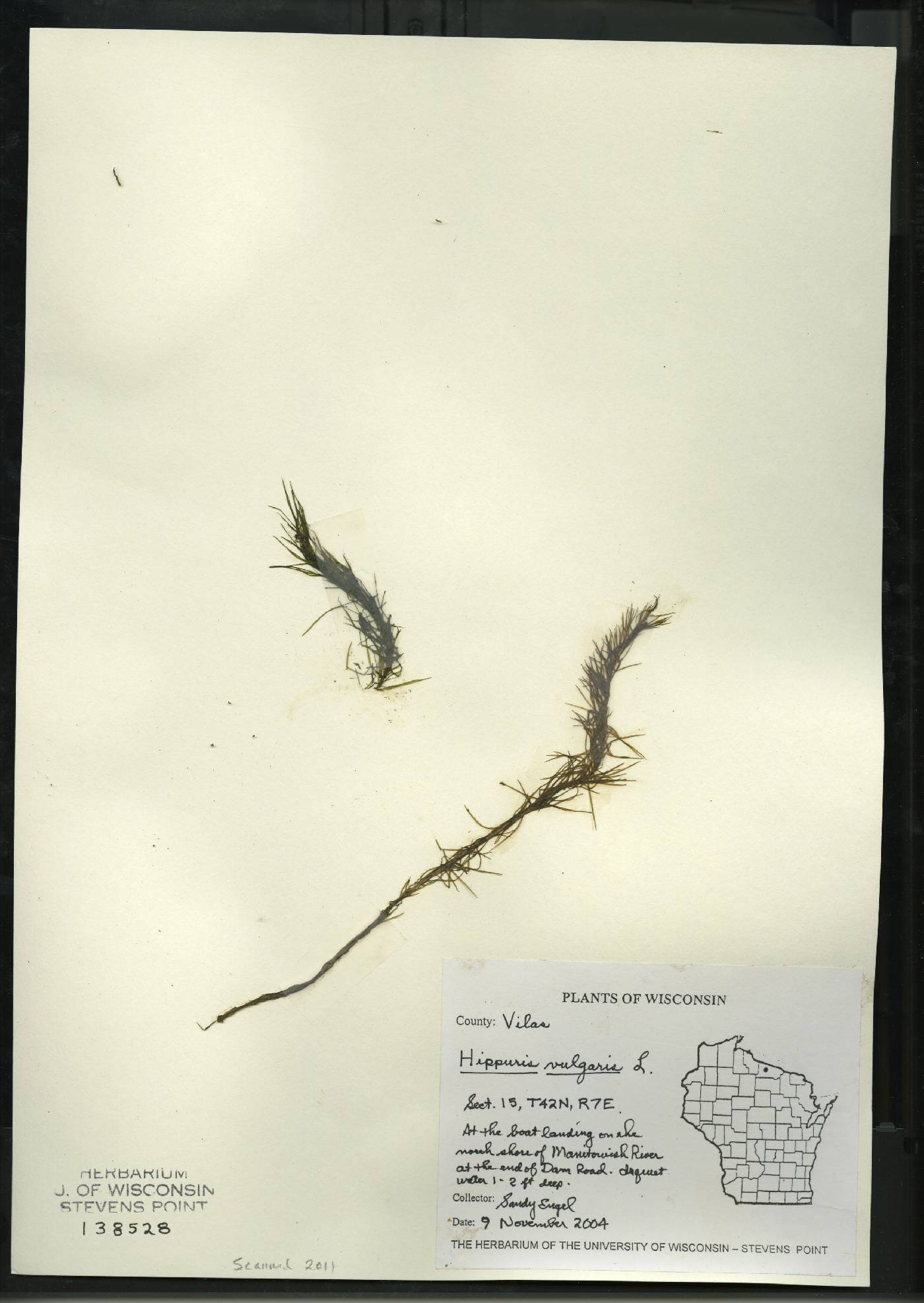 Hippuris vulgaris image