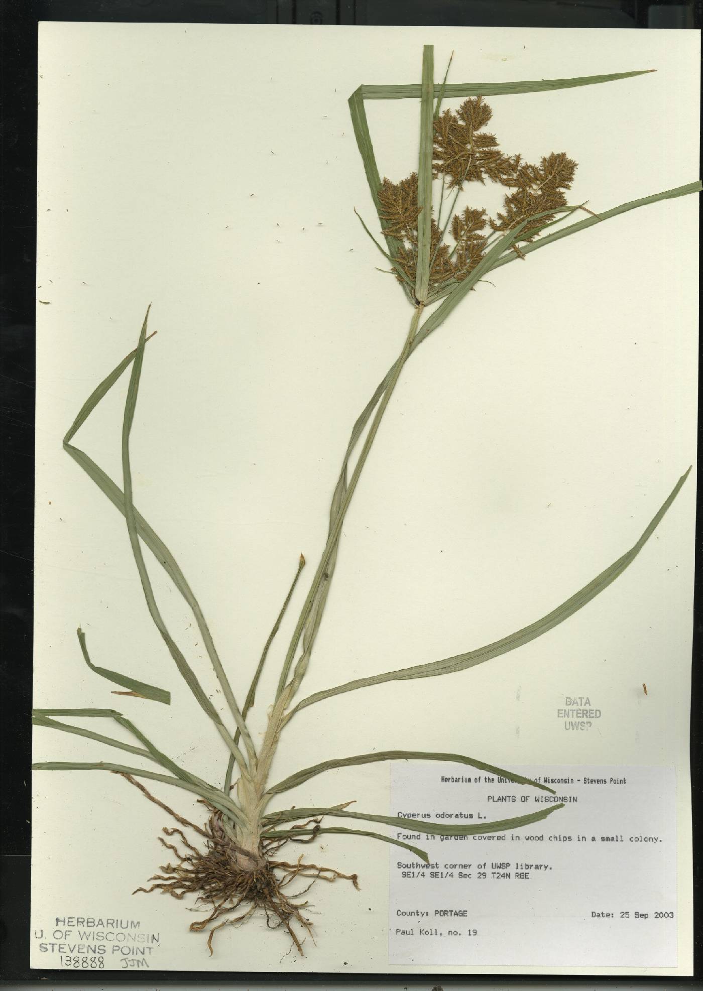 Cyperus odoratus image