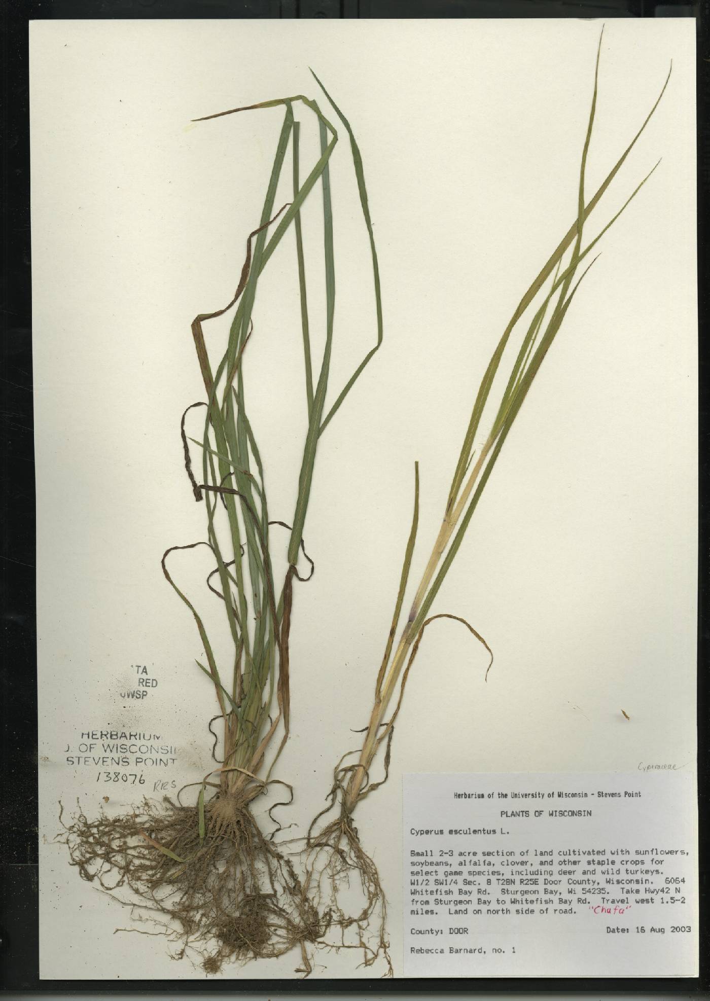 Cyperus esculentus var. leptostachyus image