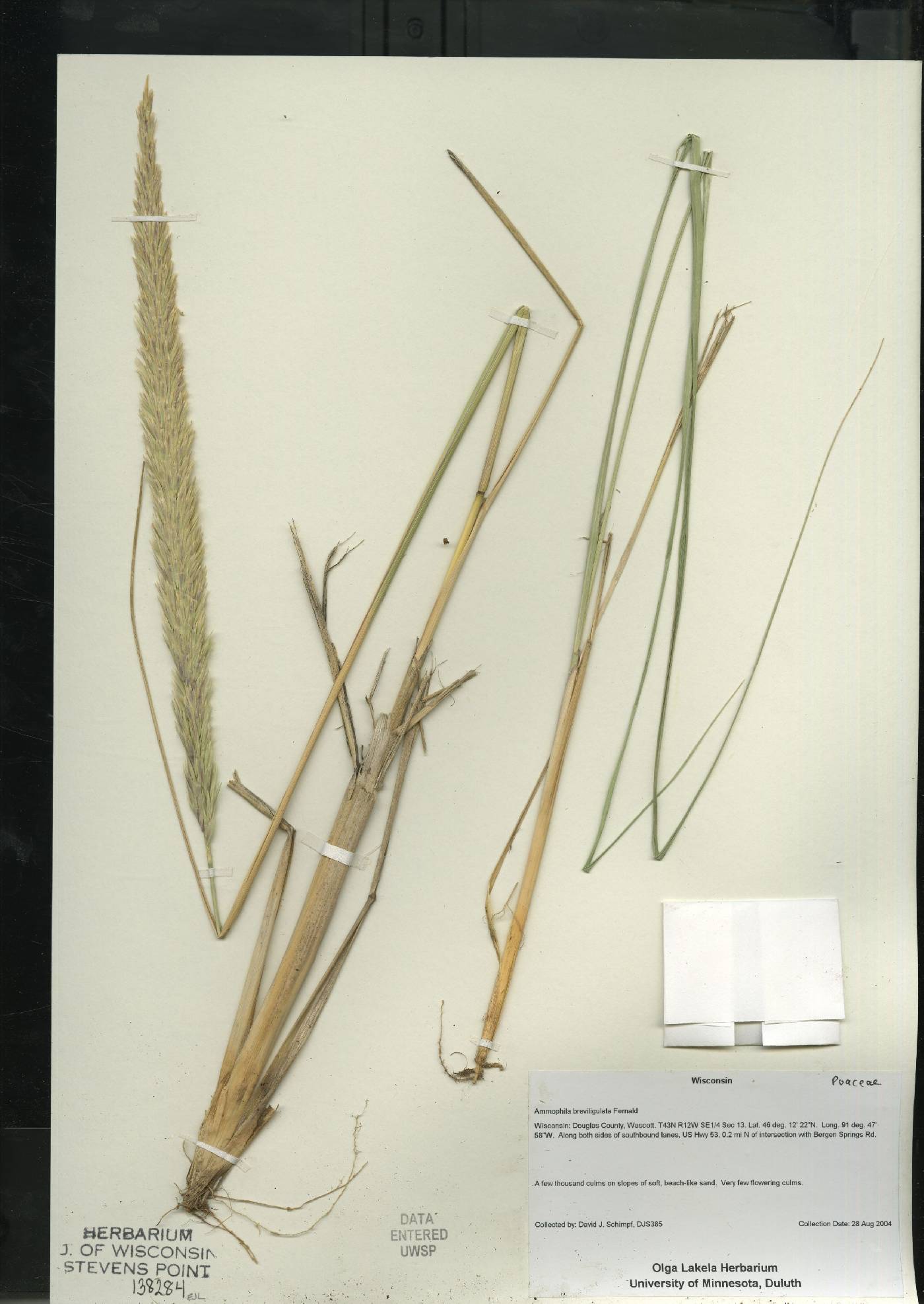 Ammophila breviligulata image