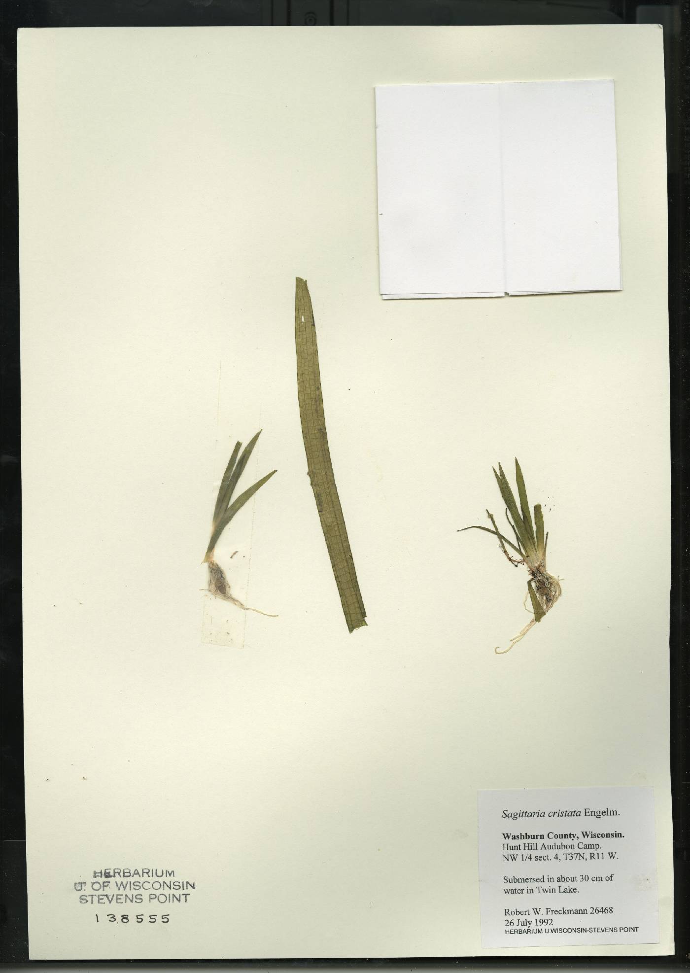 Sagittaria cristata image