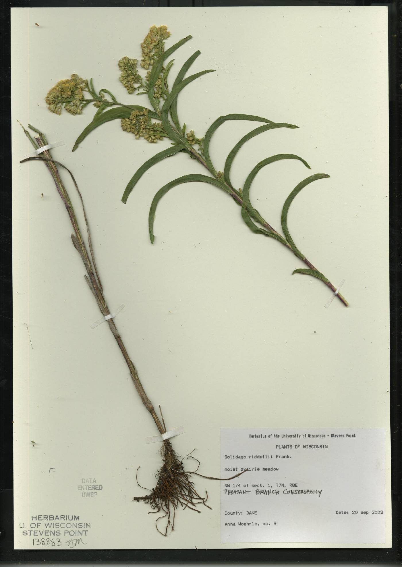 Solidago riddellii image