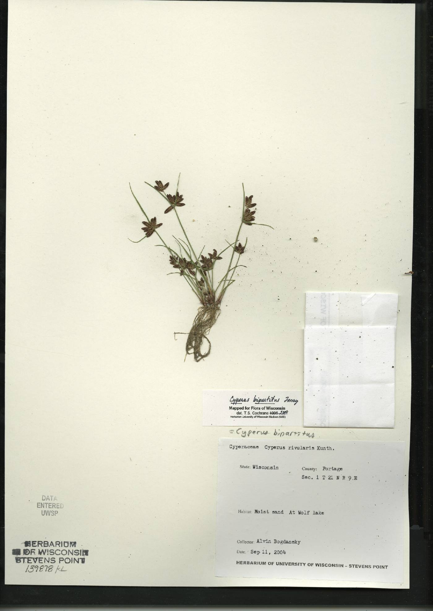 Cyperus bipartitus image