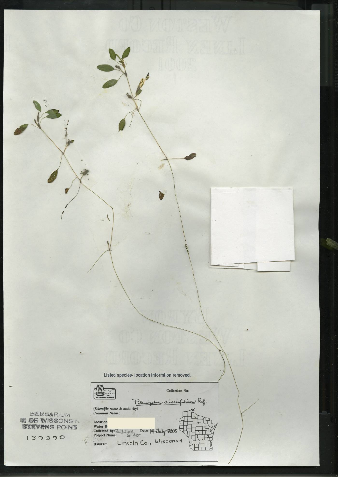 Potamogeton diversifolius image