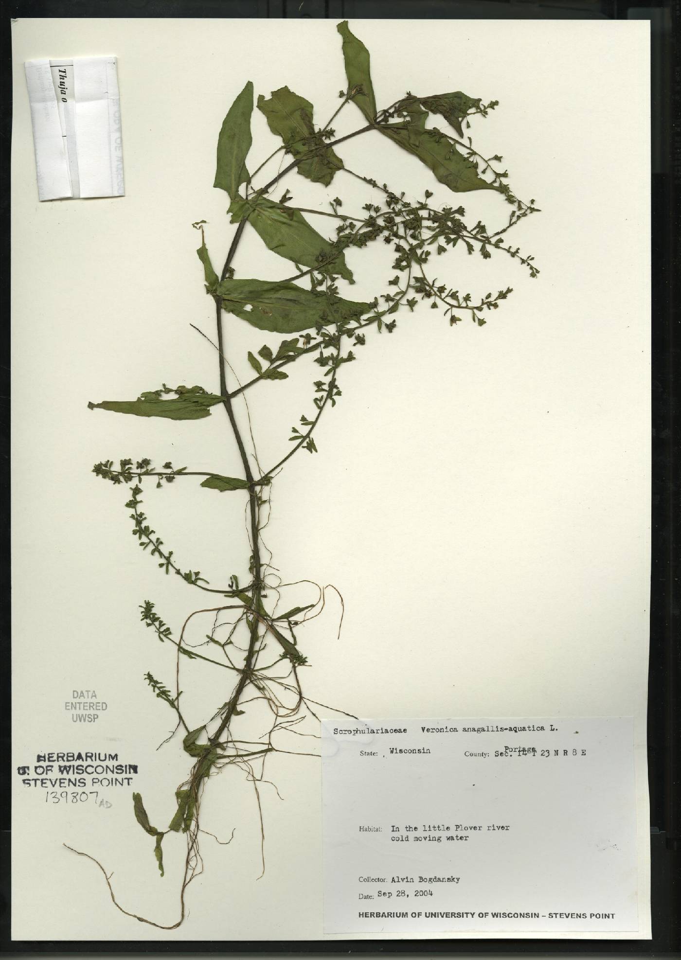 Veronica anagallis-aquatica image