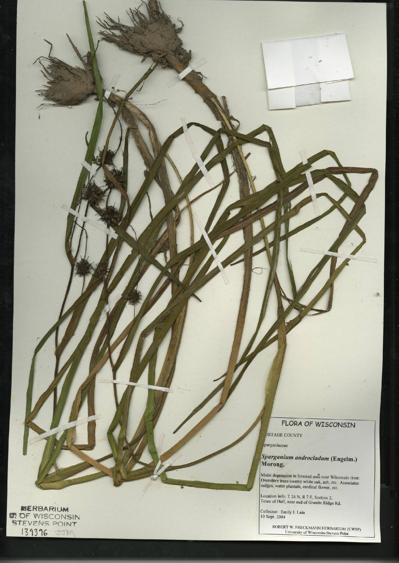 Sparganium androcladum image