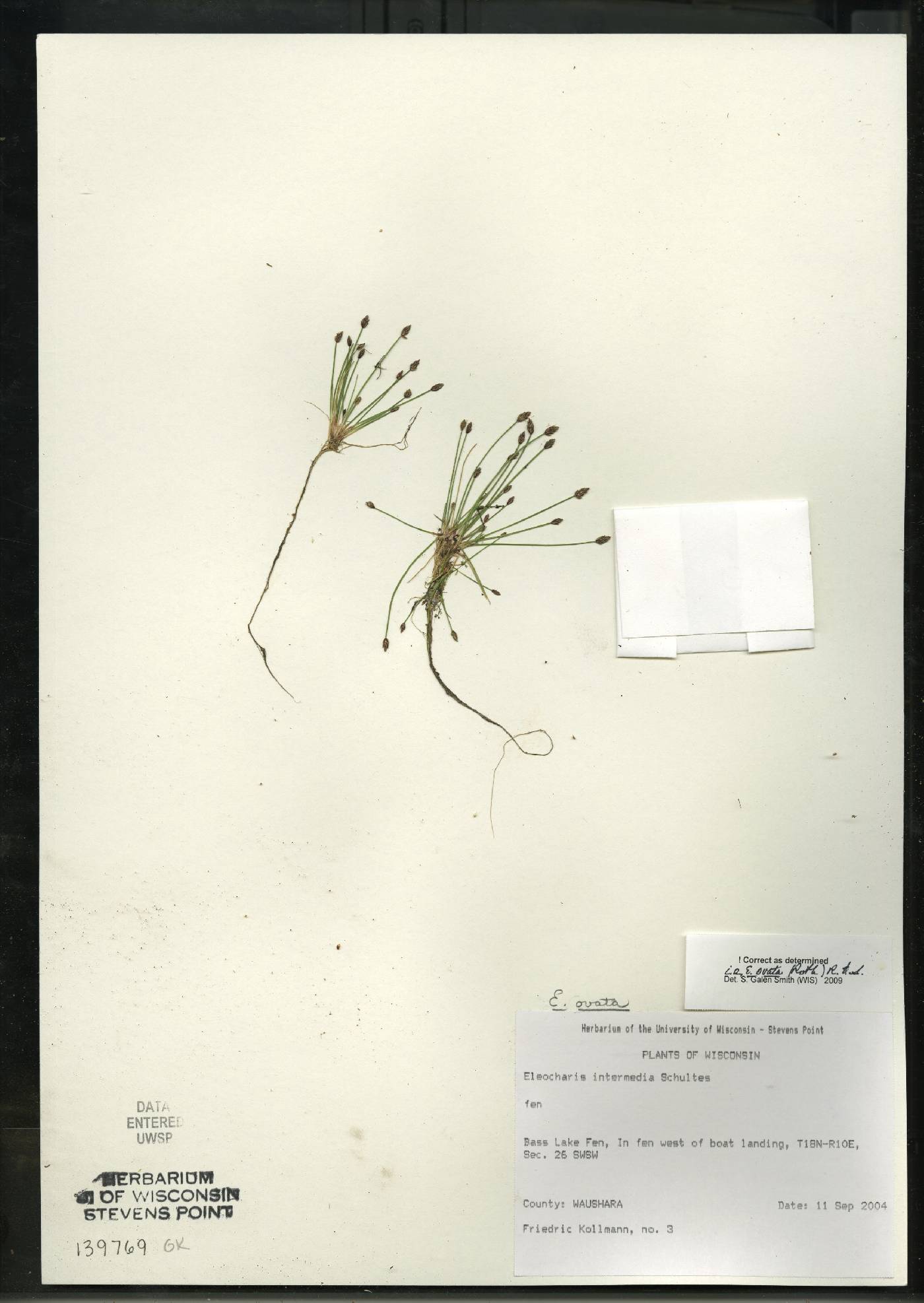 Eleocharis ovata image