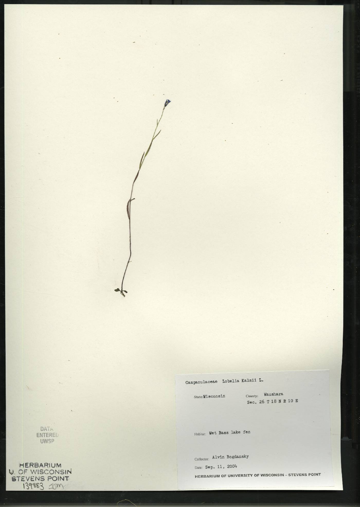 Lobelia kalmii image