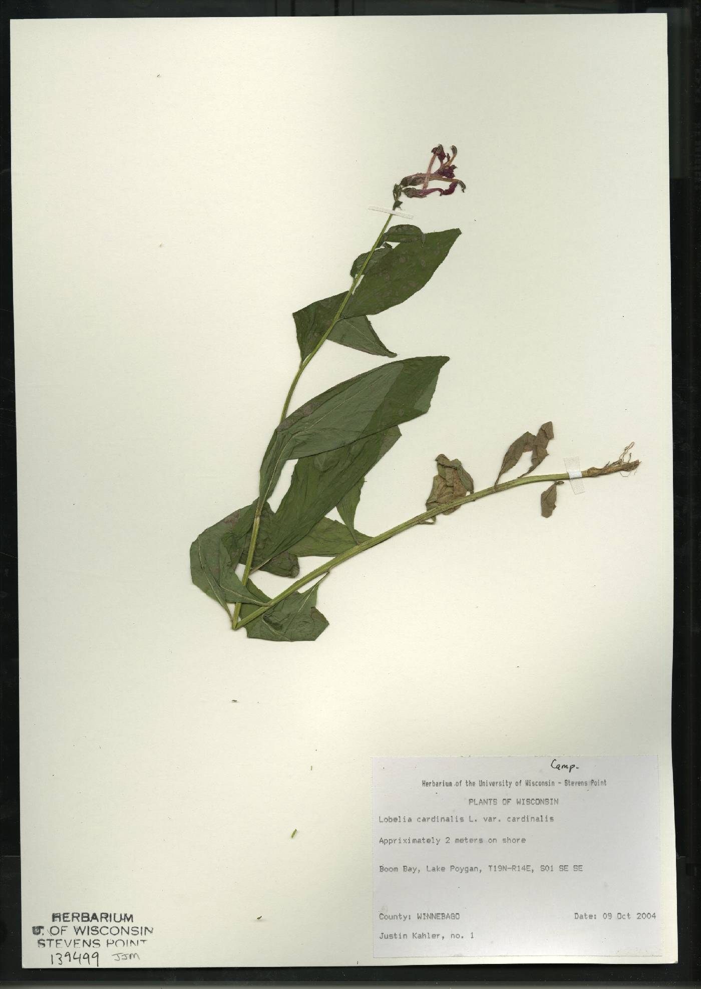 Lobelia cardinalis image
