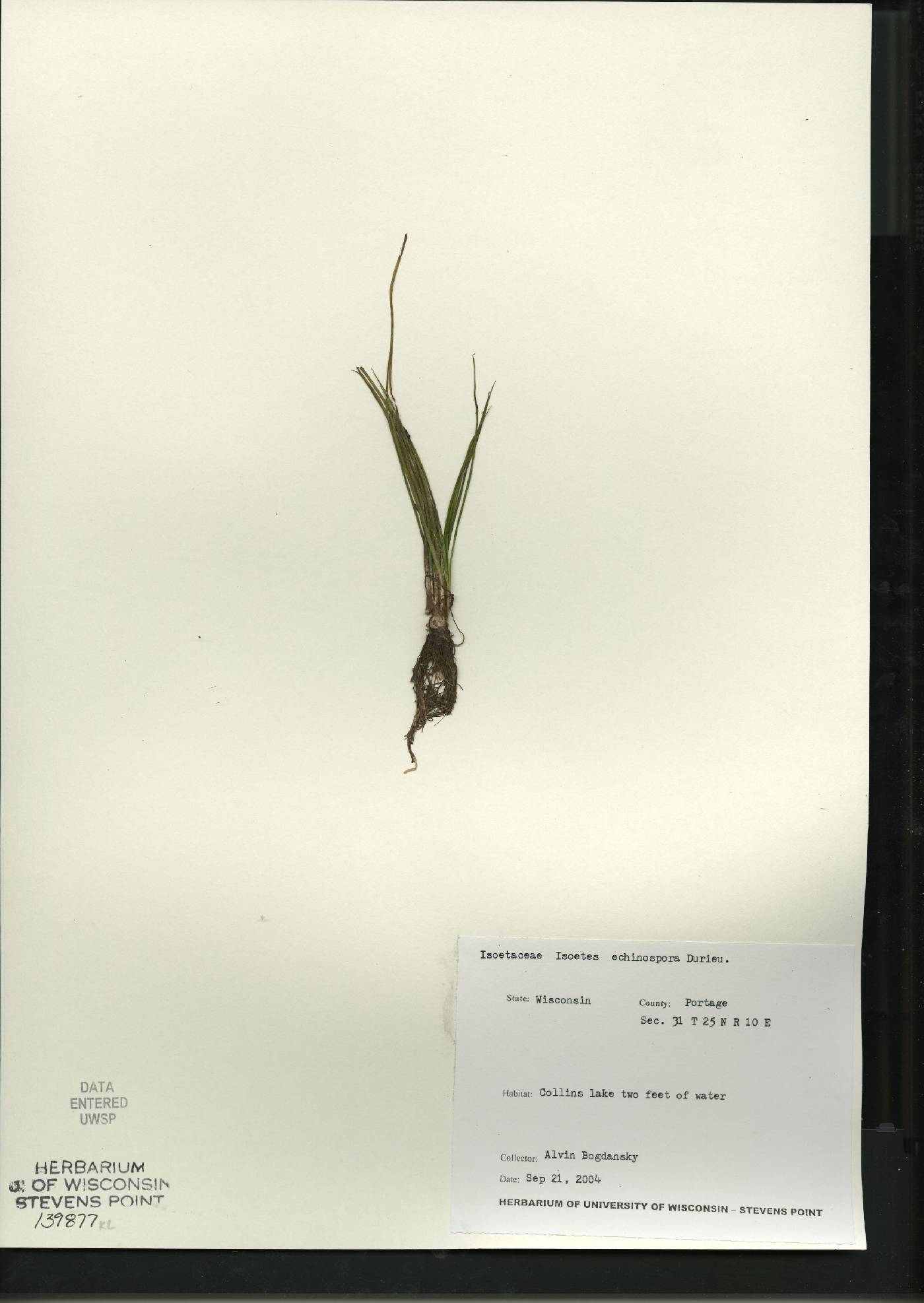 Isoëtes echinospora image