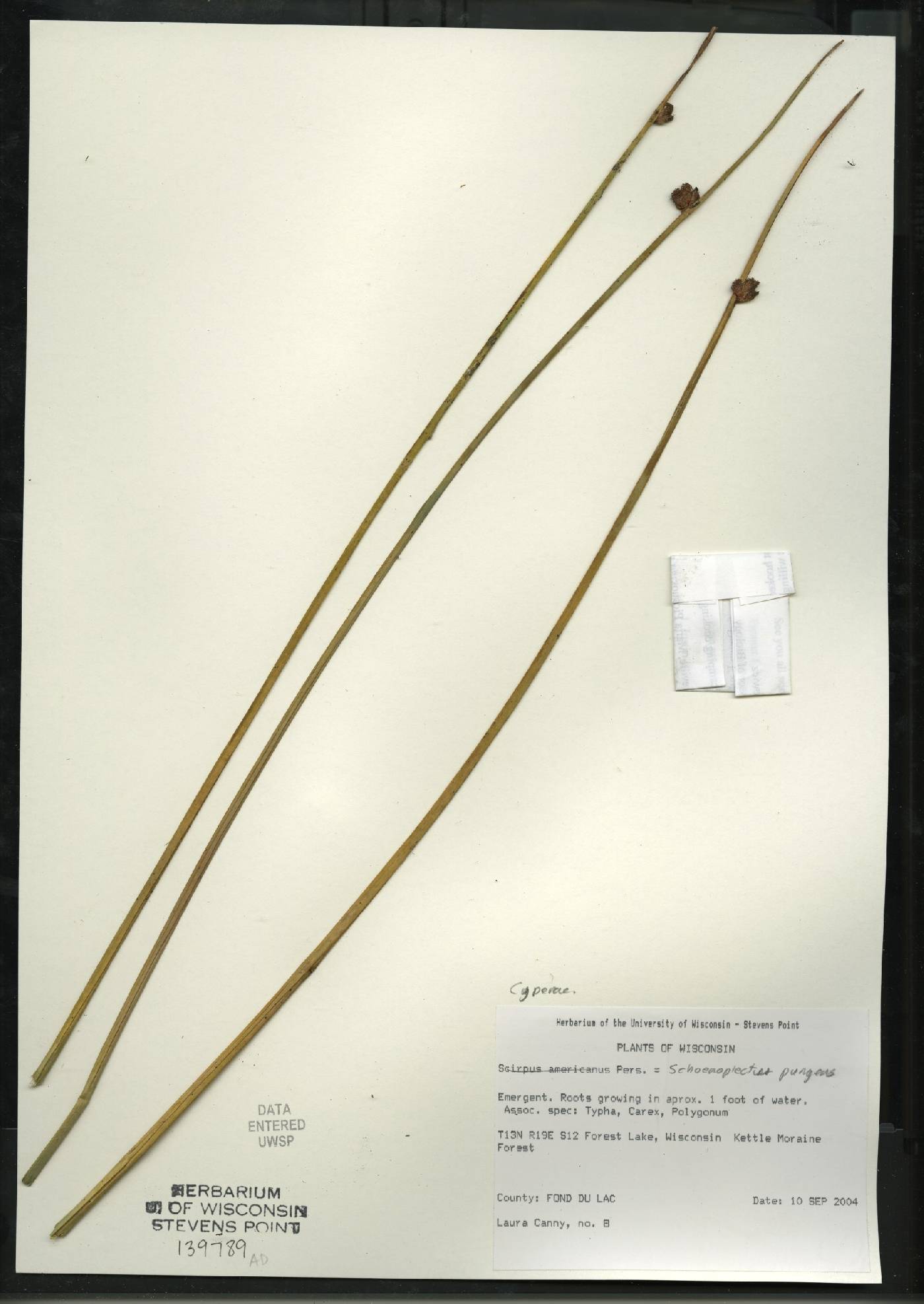 Schoenoplectus pungens image