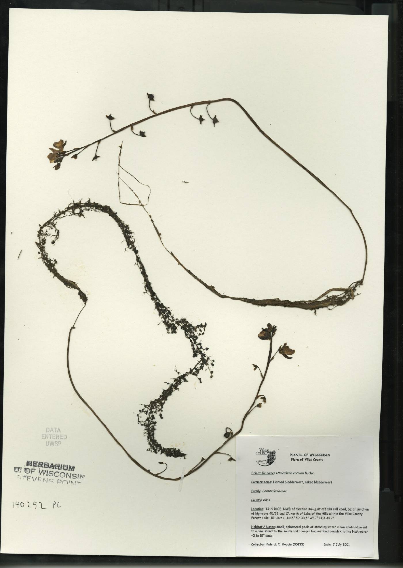 Utricularia cornuta image