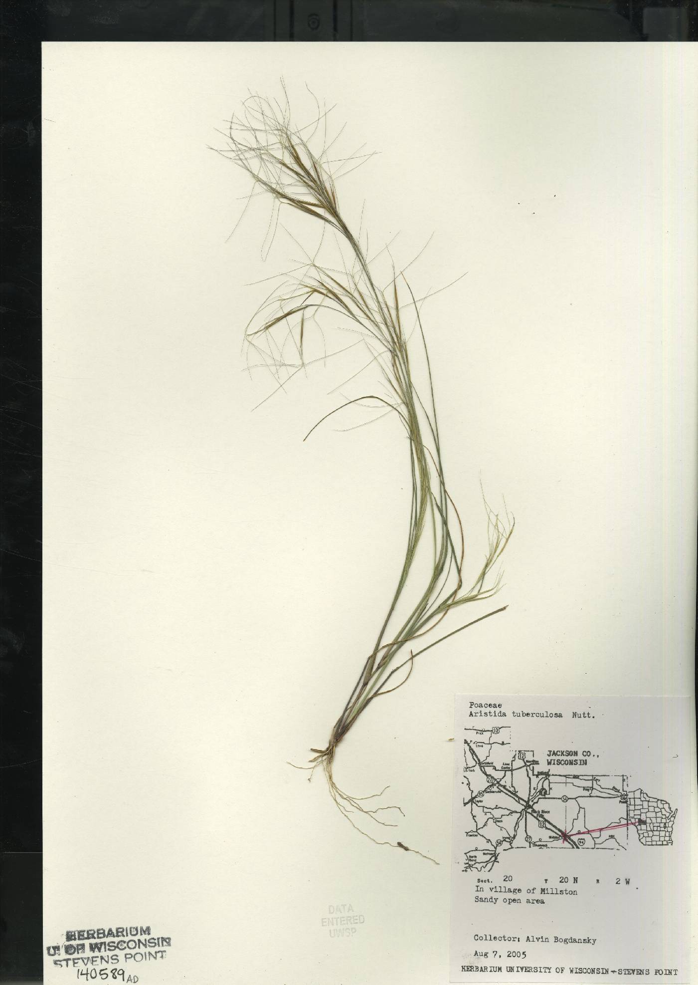 Aristida tuberculosa image