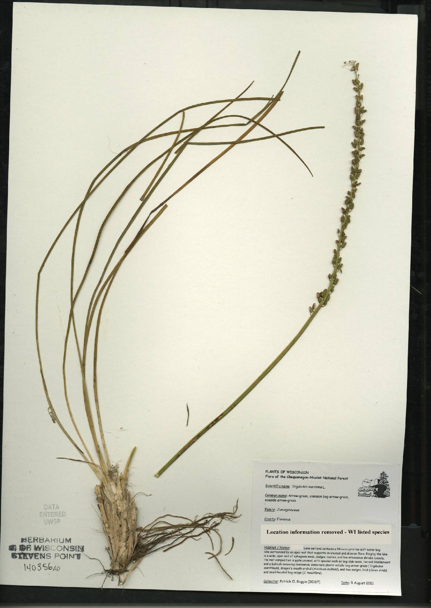 Triglochin maritima image