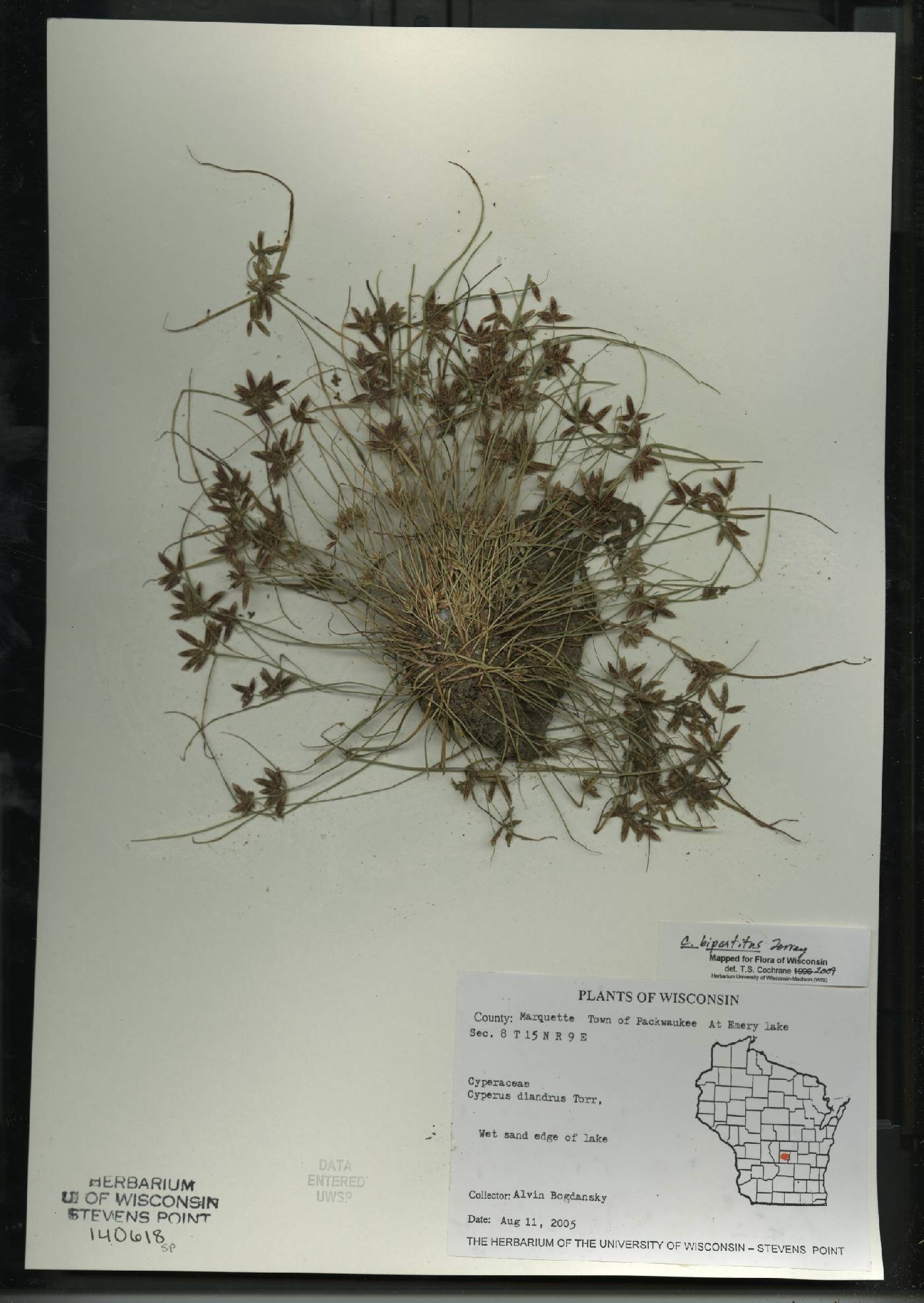 Cyperus bipartitus image