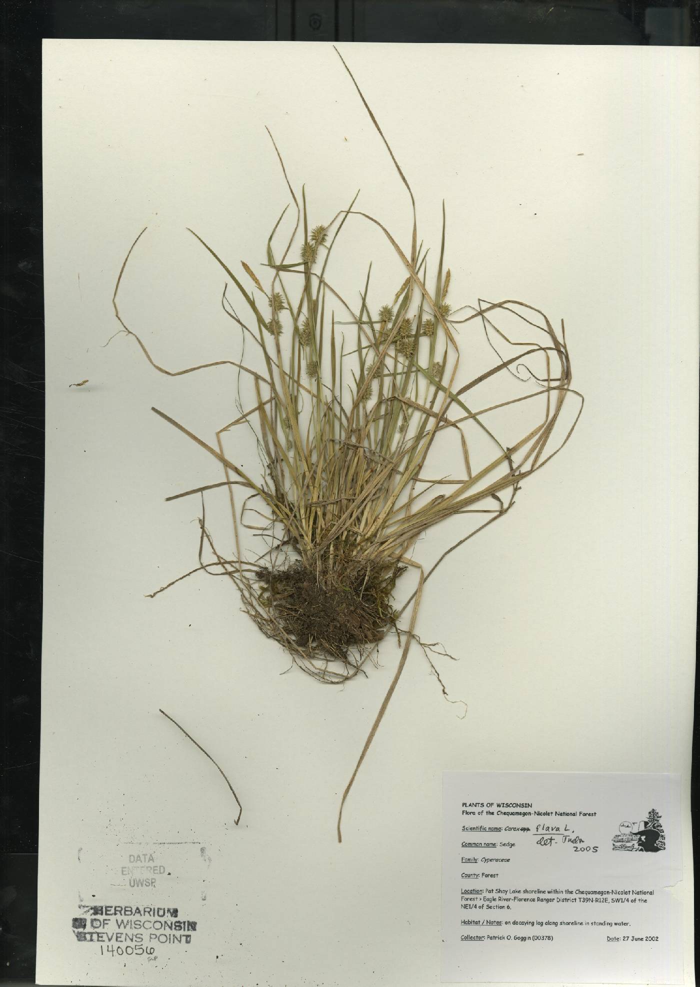 Carex flava image