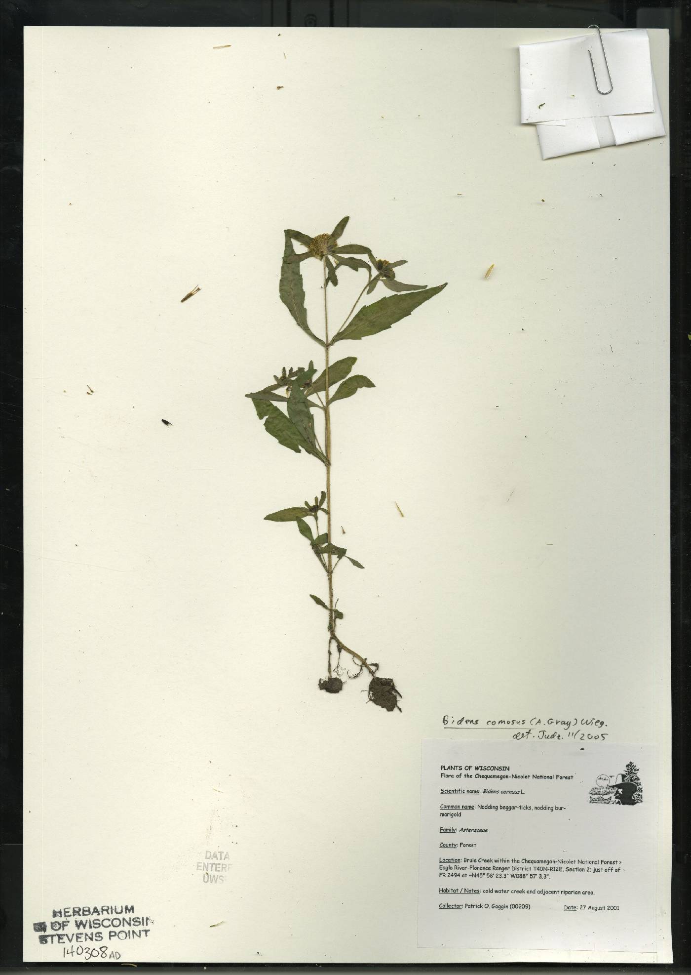 Bidens tripartita image