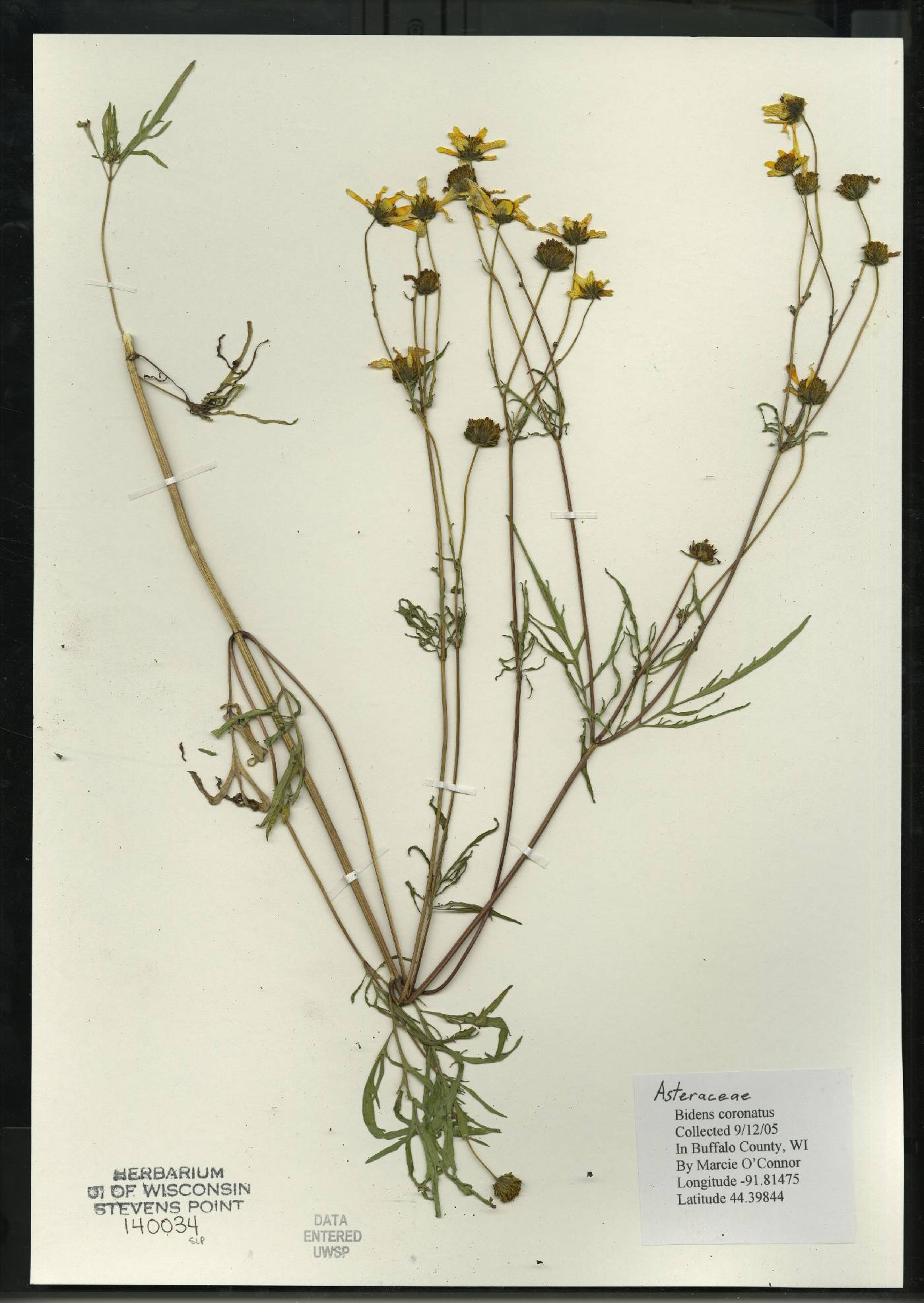 Bidens trichosperma image