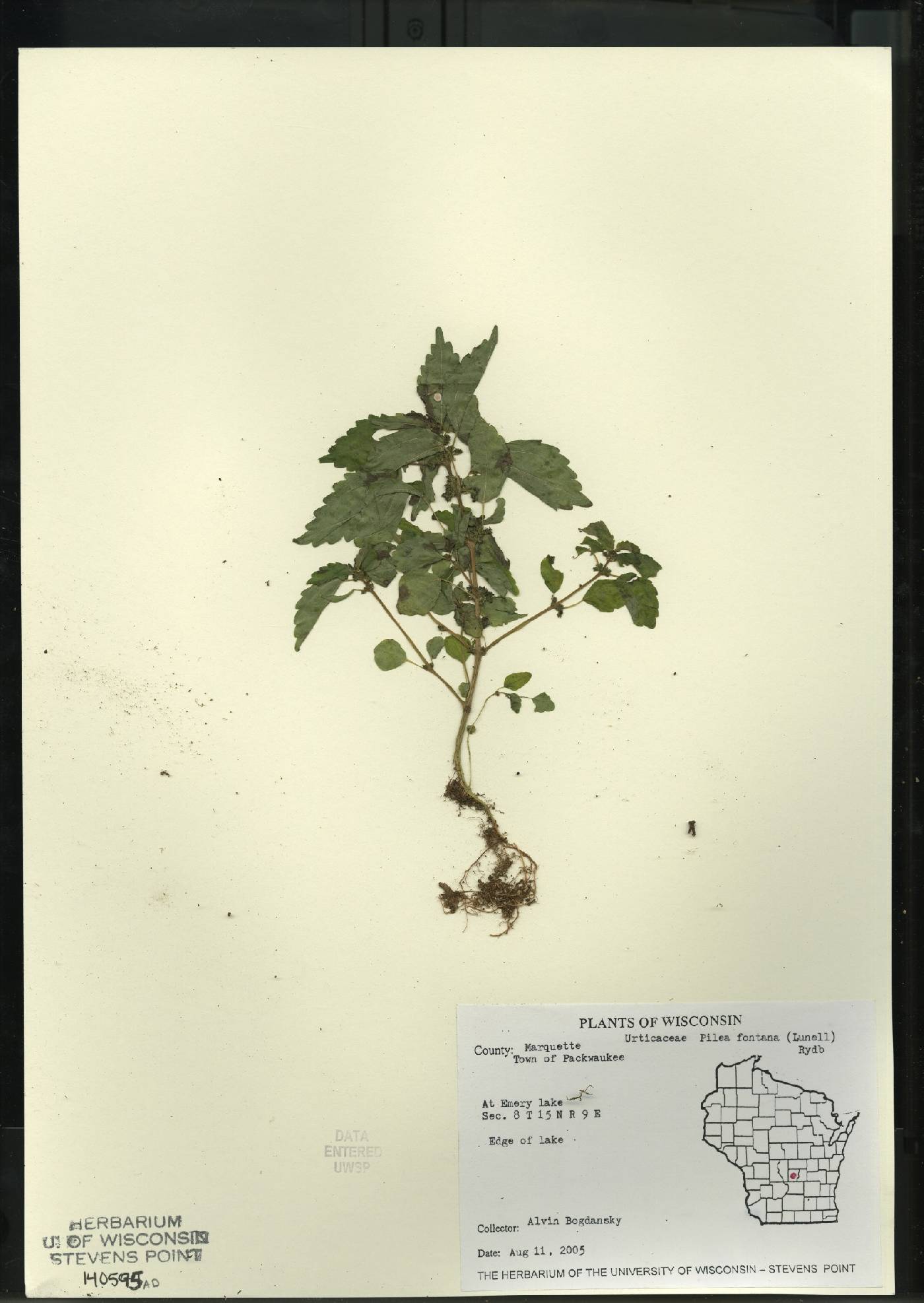 Pilea fontana image