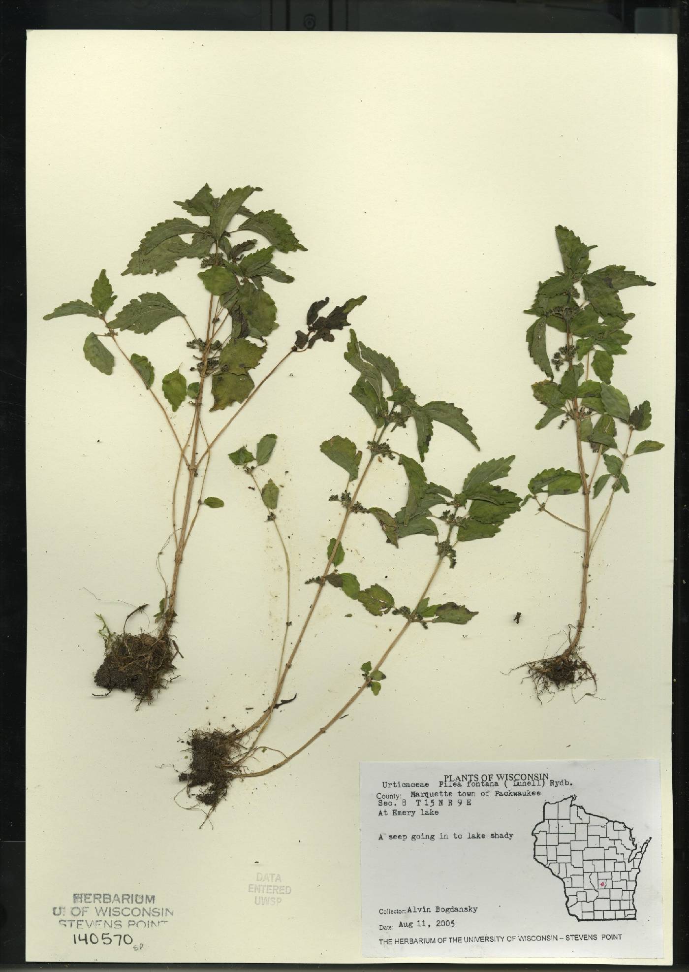 Pilea fontana image