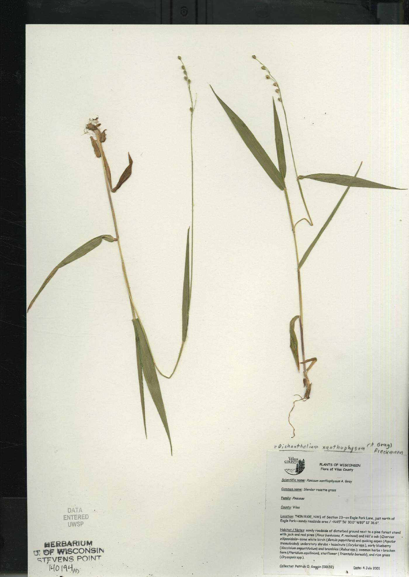Dichanthelium xanthophysum image